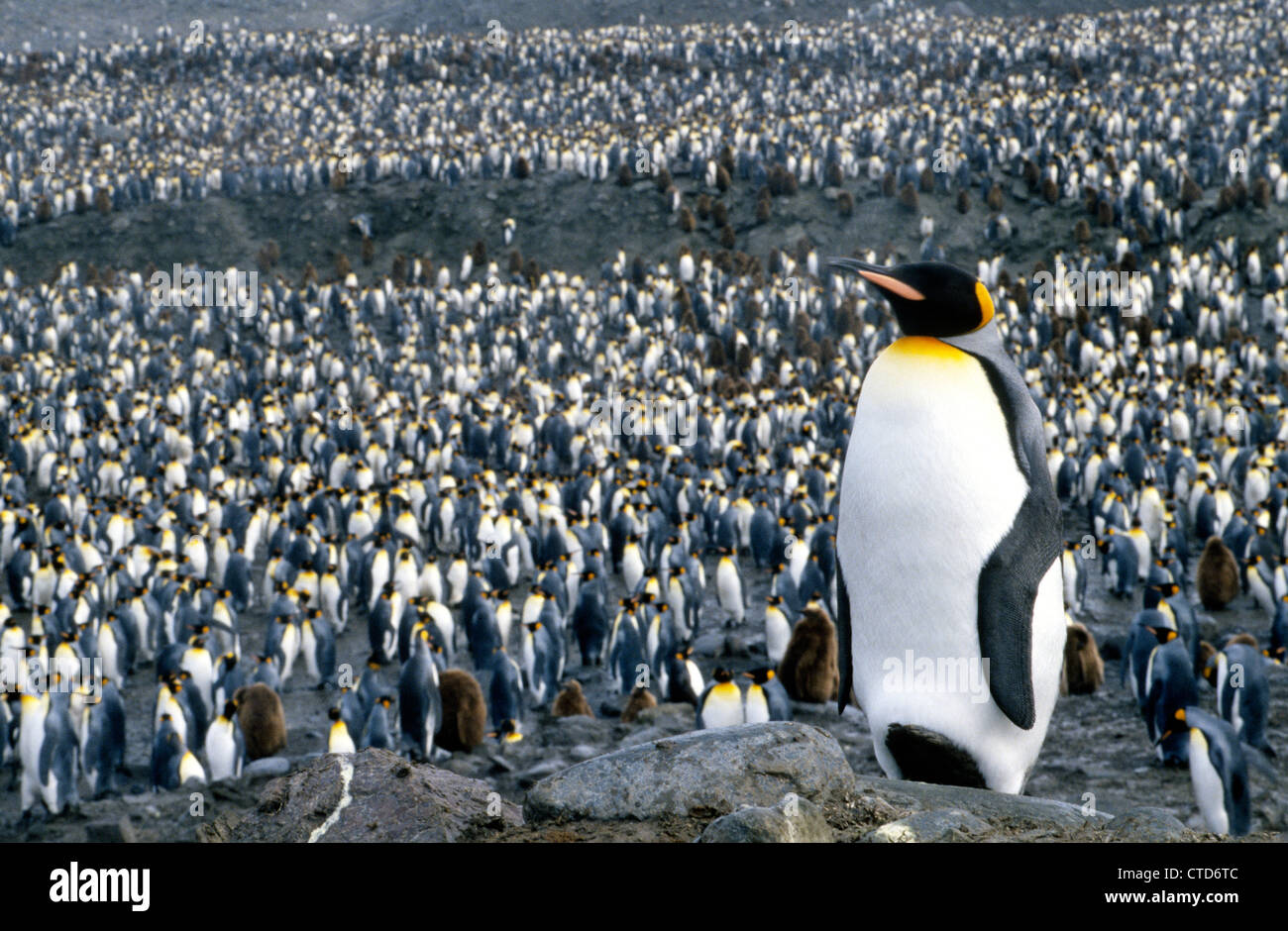 Un Manchot royal est au-dessus d'autres oiseaux aquatiques ne peuvent voler à leur aire de reproduction sur l'île de Géorgie du Sud dans le So. L'Océan atlantique près de l'Antarctique. Banque D'Images