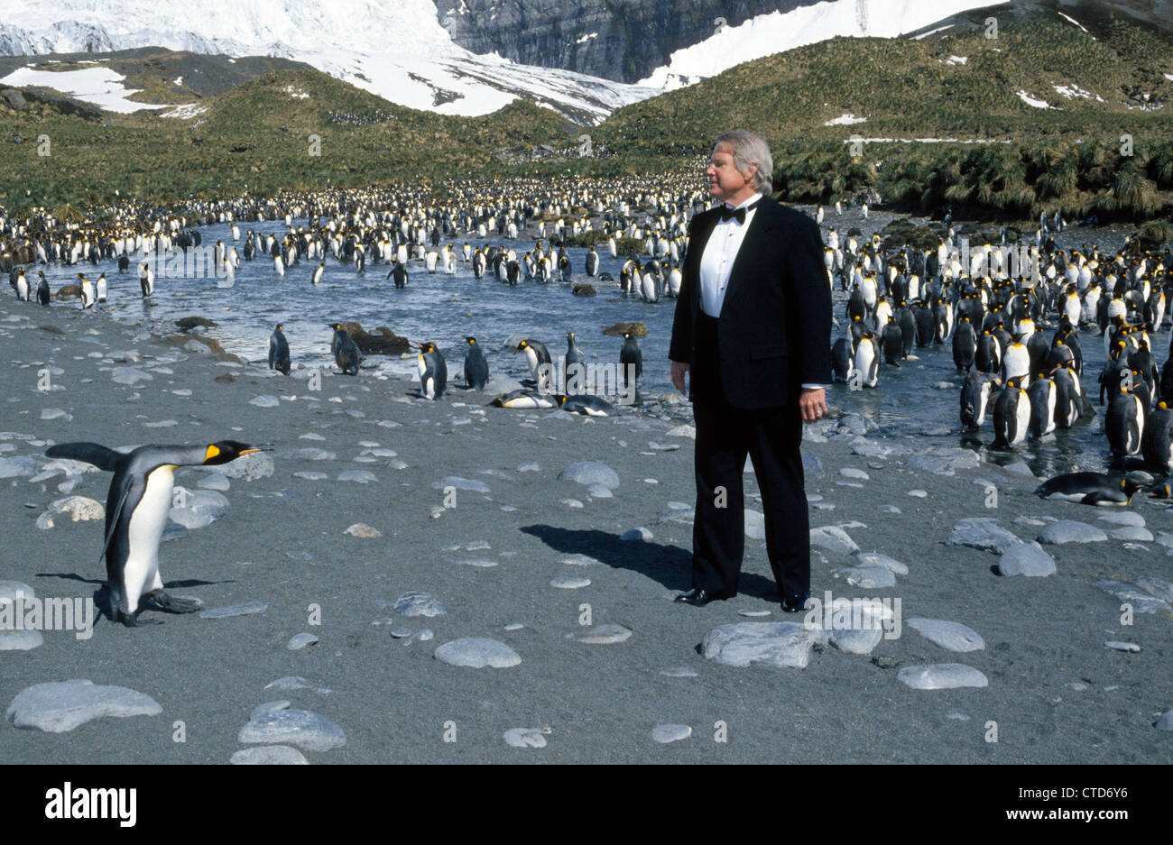 Un visiteur de l'Antarctique bien robes en smoking pour imiter les manchots royaux au Gold Harbour sur l'île de Géorgie du Sud dans le So. L'océan Atlantique. Banque D'Images