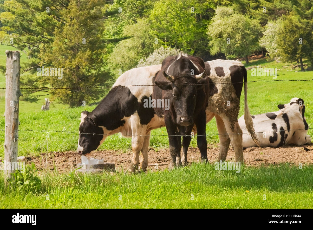 Bull protéger vaches dans un champ agricole de l'été dans le Maine. Banque D'Images
