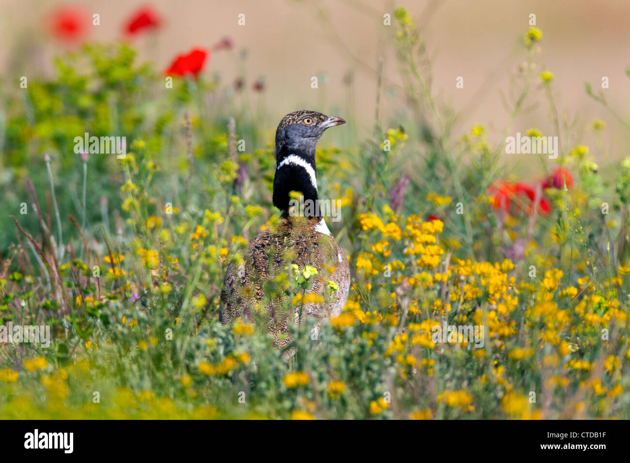 Tetrax tetrax Little Bustard ; ; parmi les fleurs ; Espagne Banque D'Images