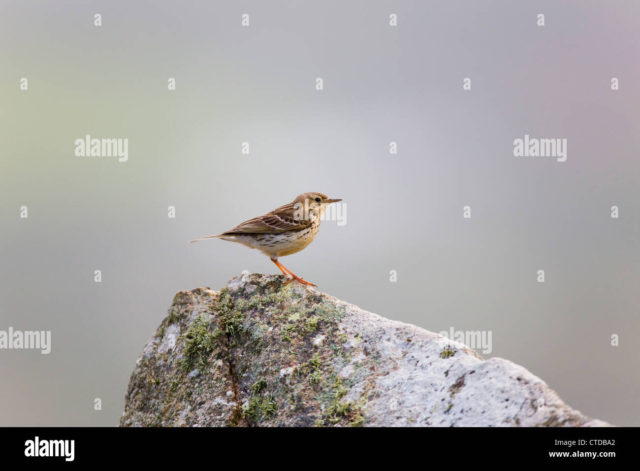 Meadow Pipit spioncelle Anthus pratensis ; sur ; Rock ; UK Banque D'Images