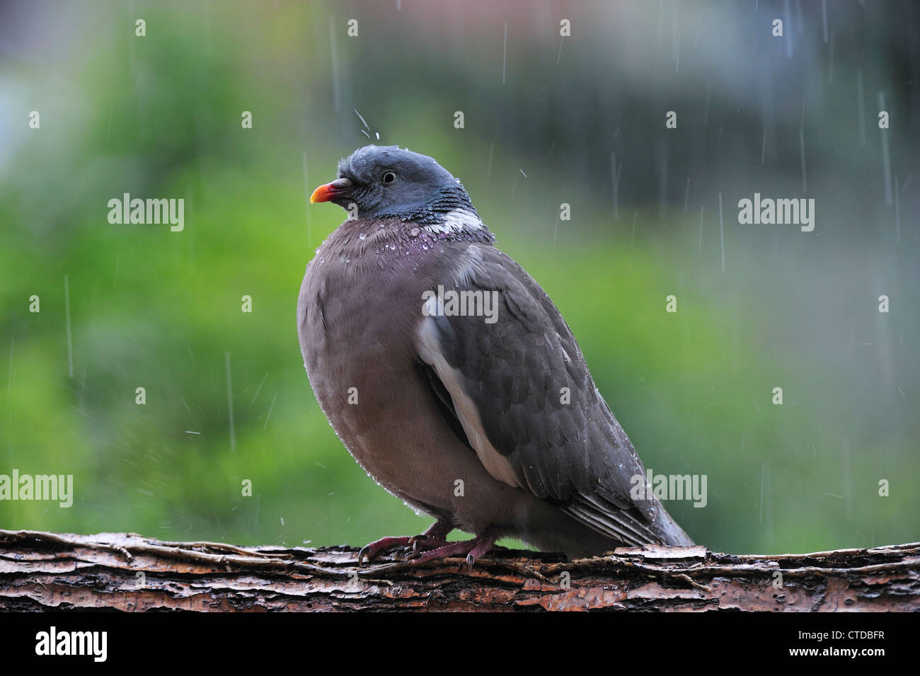 Bois commun pigeon (Columba palumbus) perché sur branche dans la pluie battante avec gouttes de projections sur la tête, Belgique Banque D'Images