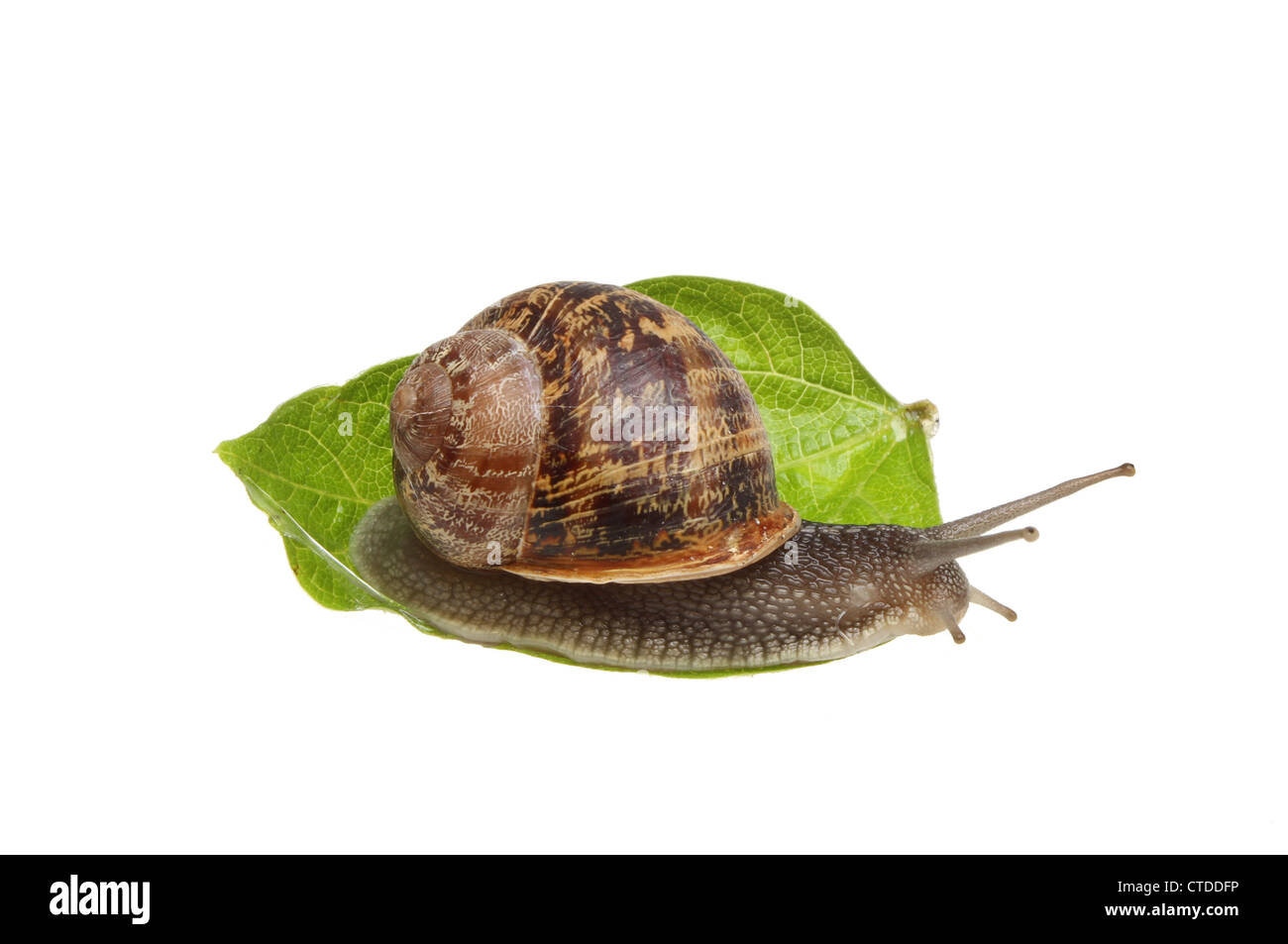 Escargot commun sur une feuille blanche contre isolés Banque D'Images