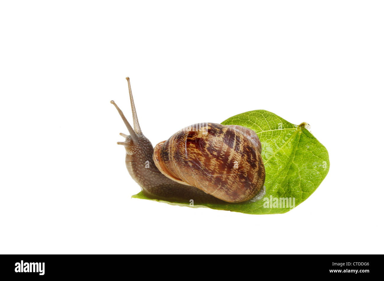 Escargot commun sur une feuille blanche contre isolés Banque D'Images