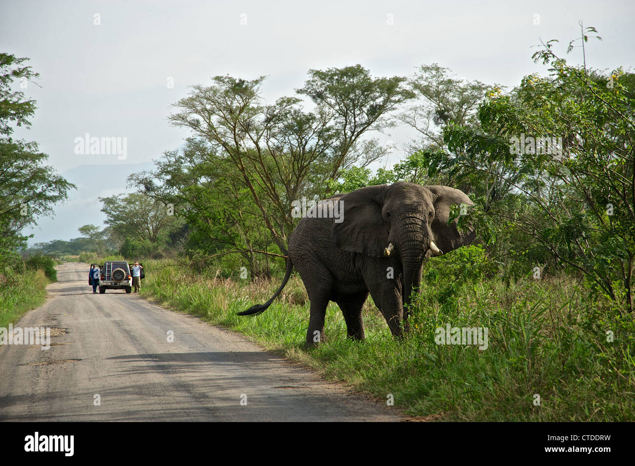L'éléphant, les FARDC, Mushake, République démocratique du Congo Banque D'Images