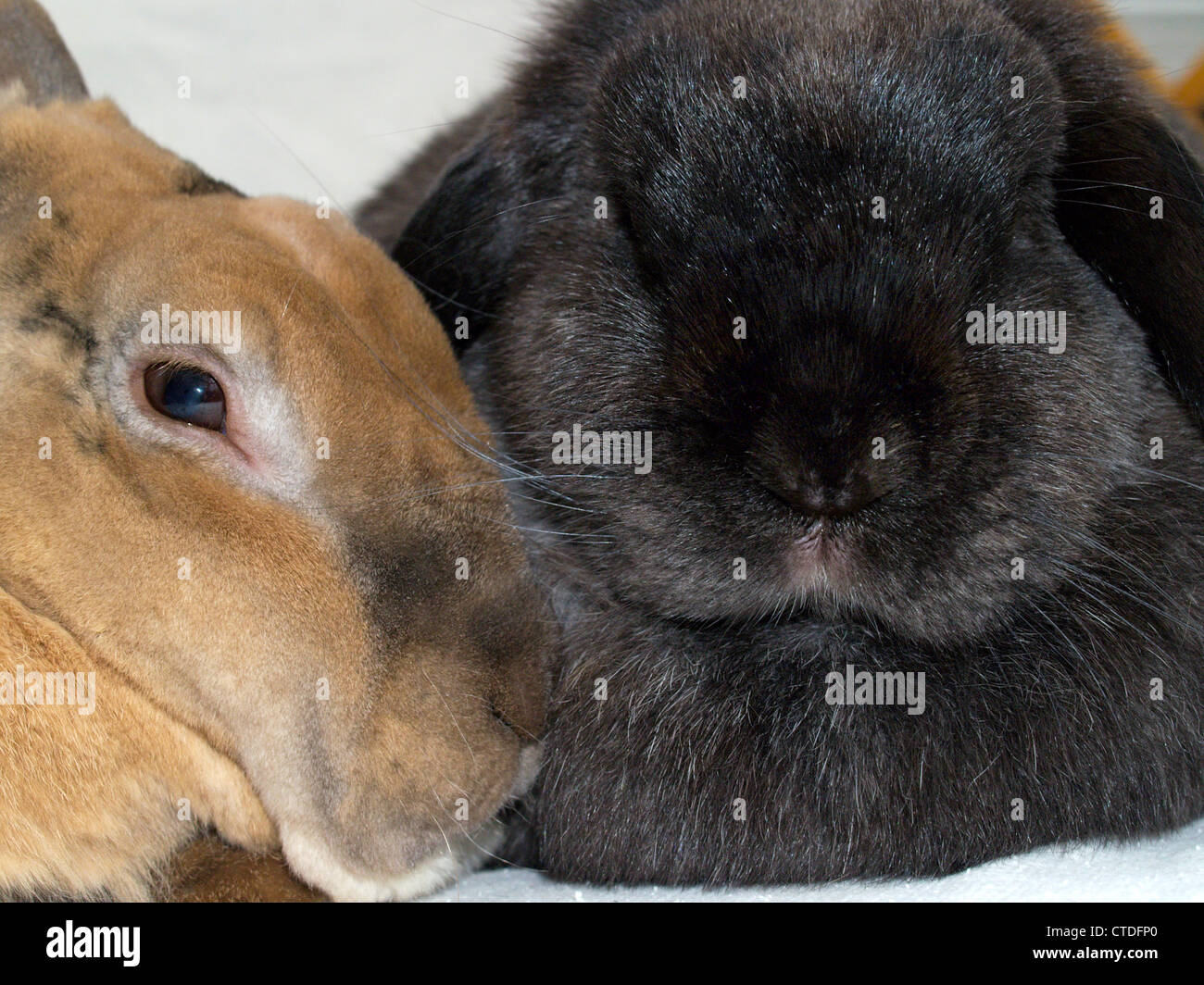 Rex & Lop-eared lapins Banque D'Images