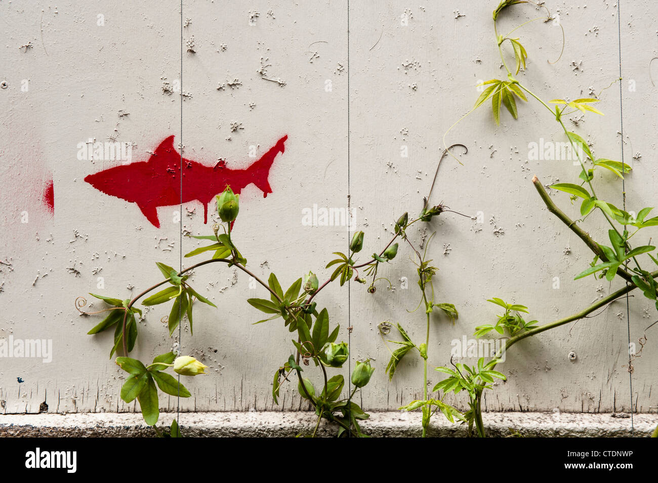 Poisson frappant sur un graffity wal dans le quartier Jordaan d'Amsterdam. Banque D'Images