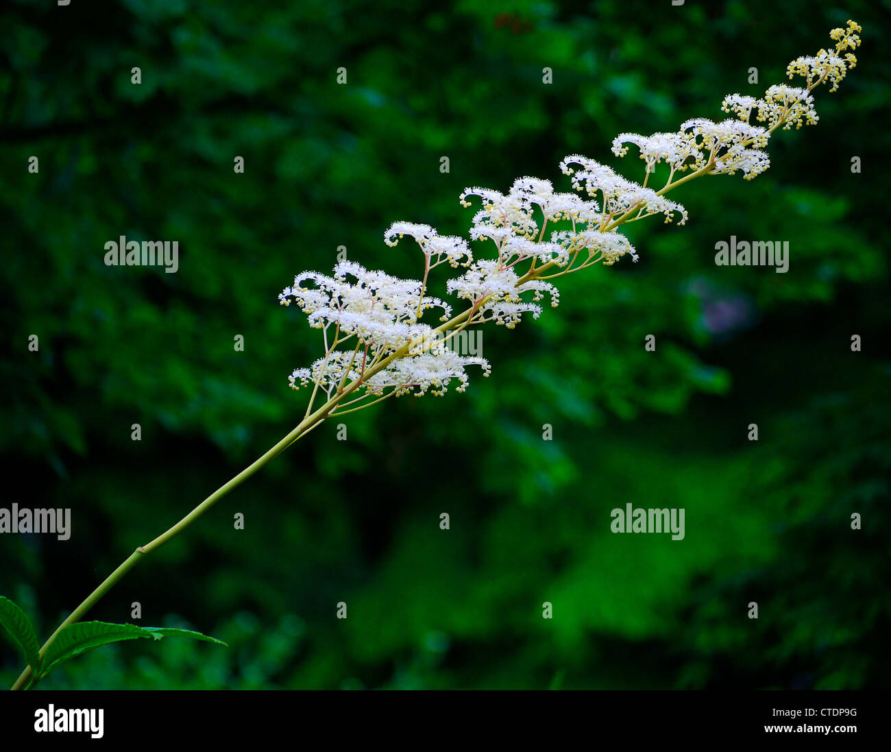 Simple tige de petite plume blanche-comme des fleurs entourées de feuillage vert Banque D'Images