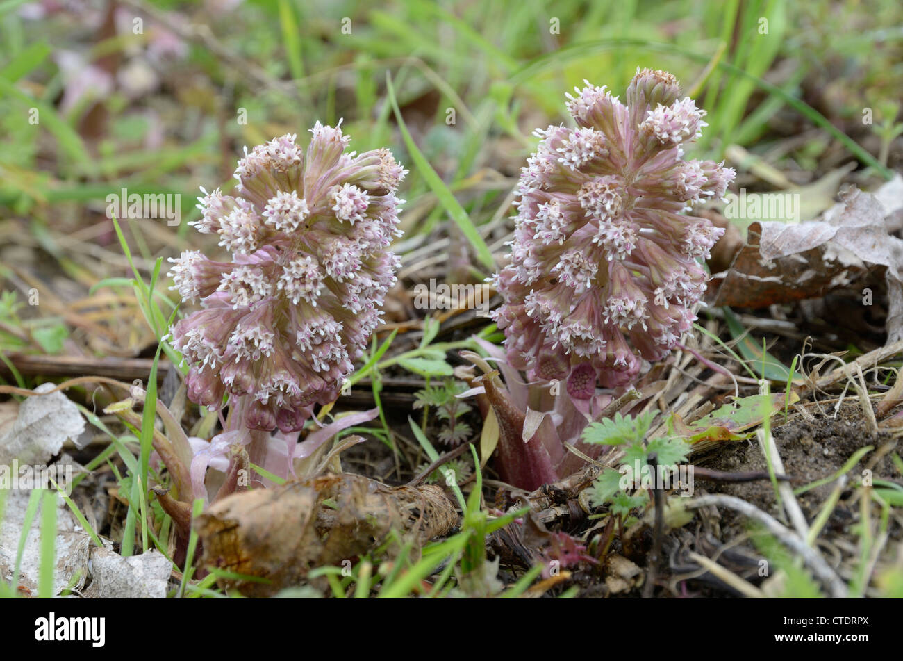 Pétasite petasites hybridus, fleurs poussant sur des pâturages humides, Norfolk, UK, avril Banque D'Images