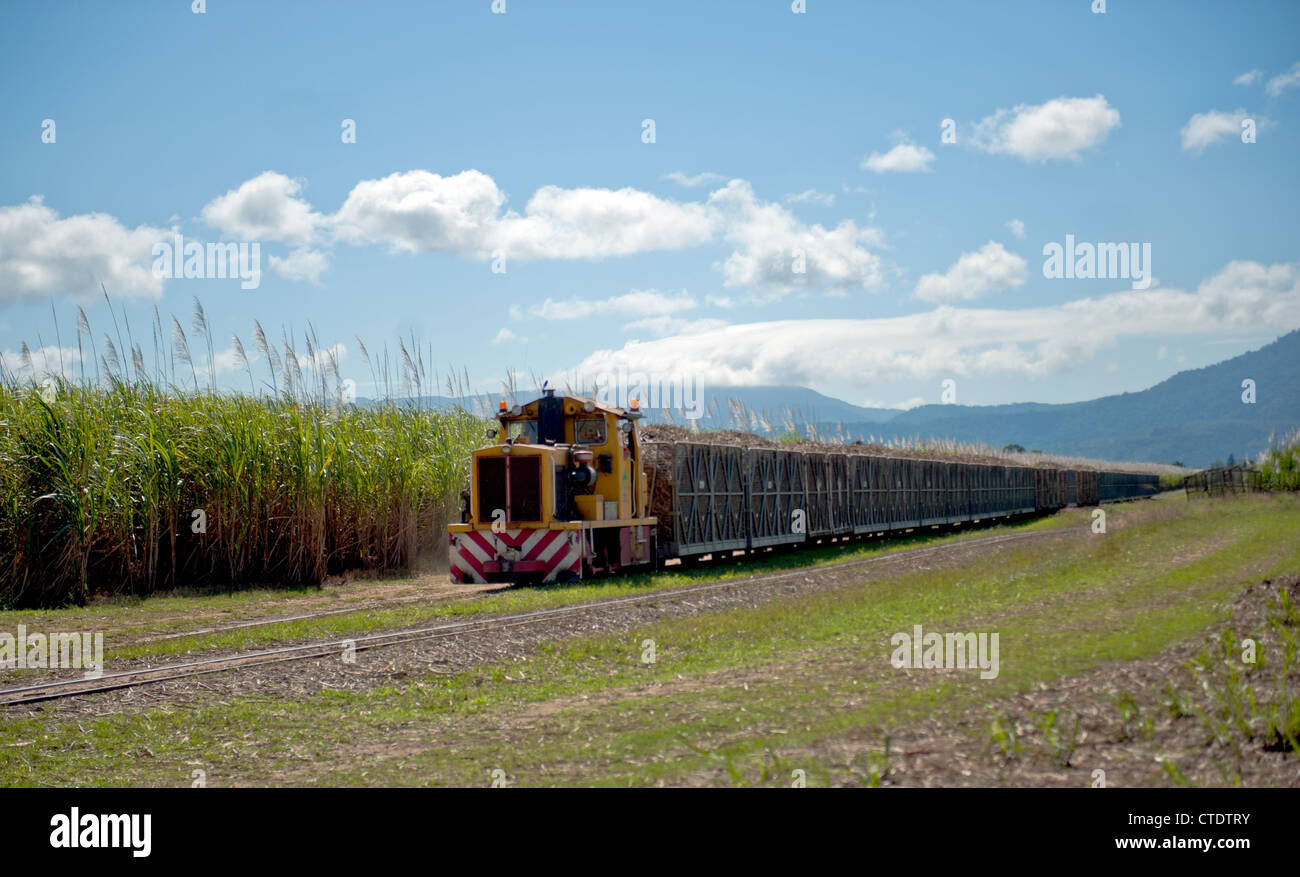 La canne à sucre récoltée est transporté des champs sur des trains à voie étroite, Gordonvale, Nord du Queensland, Australie Banque D'Images
