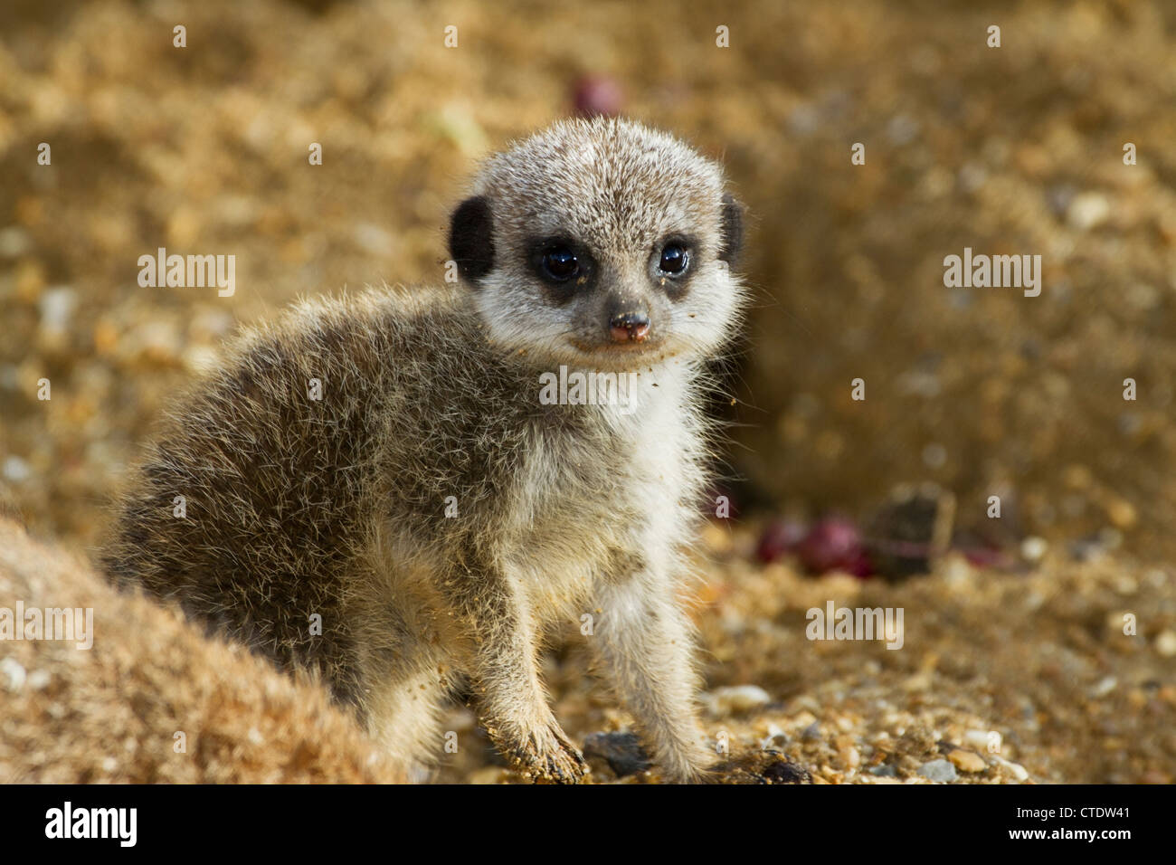 Les jeunes Meerkat à dans l'appareil photo Banque D'Images