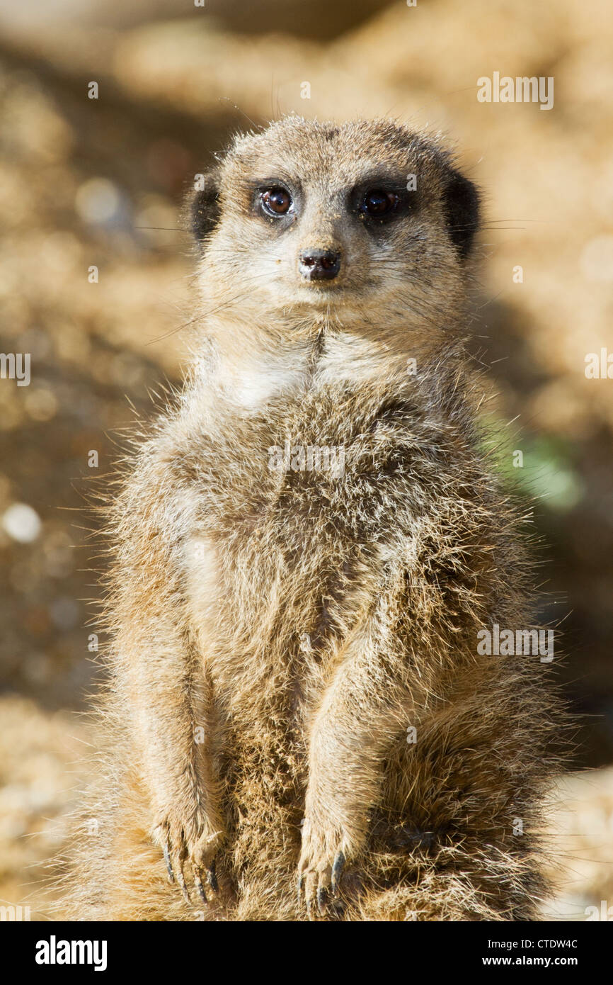 Meerkat regardant la caméra Banque D'Images