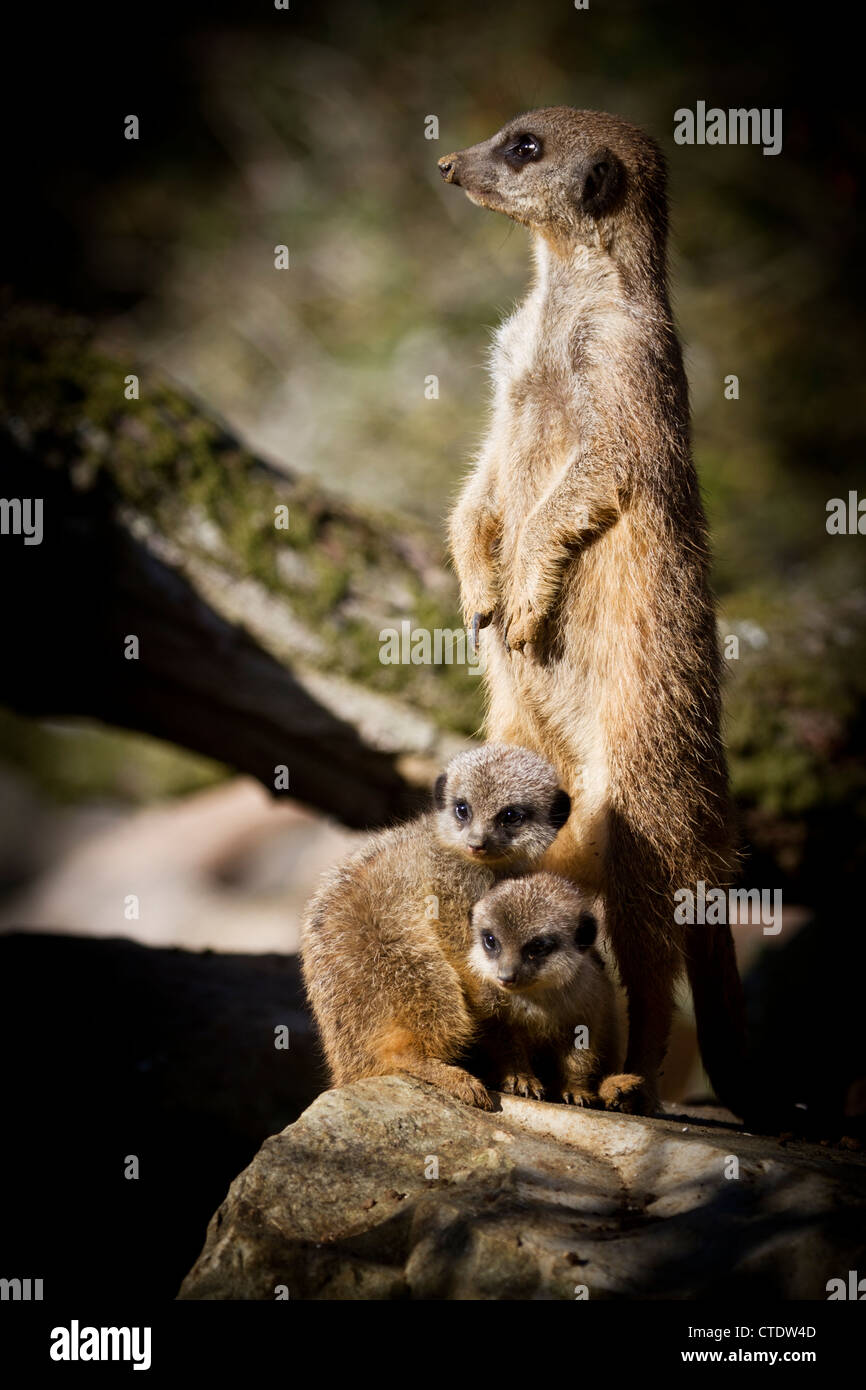 Deux suricates bébé avec des profils Banque D'Images