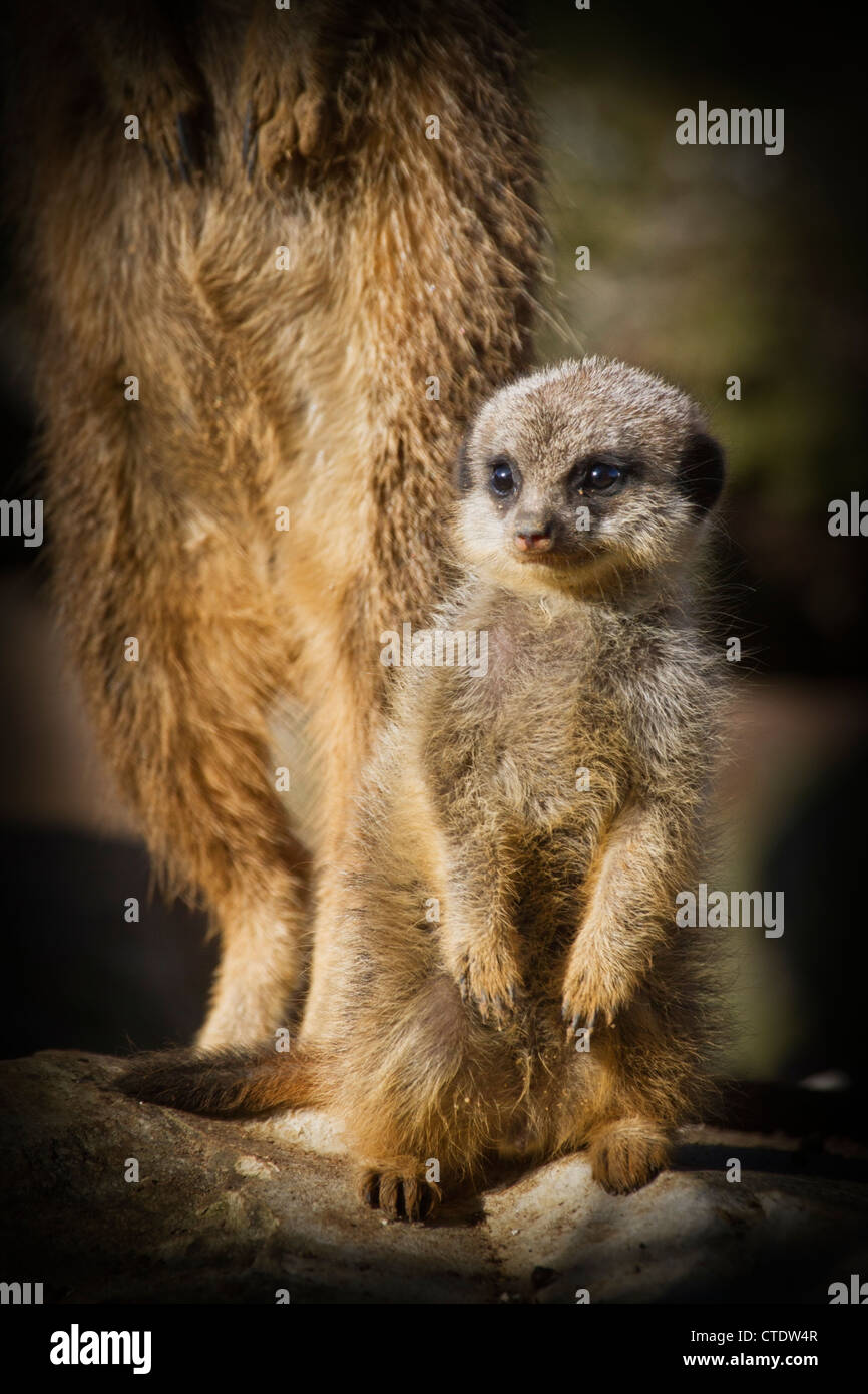 Baby meerkat debout avec un adulte Banque D'Images