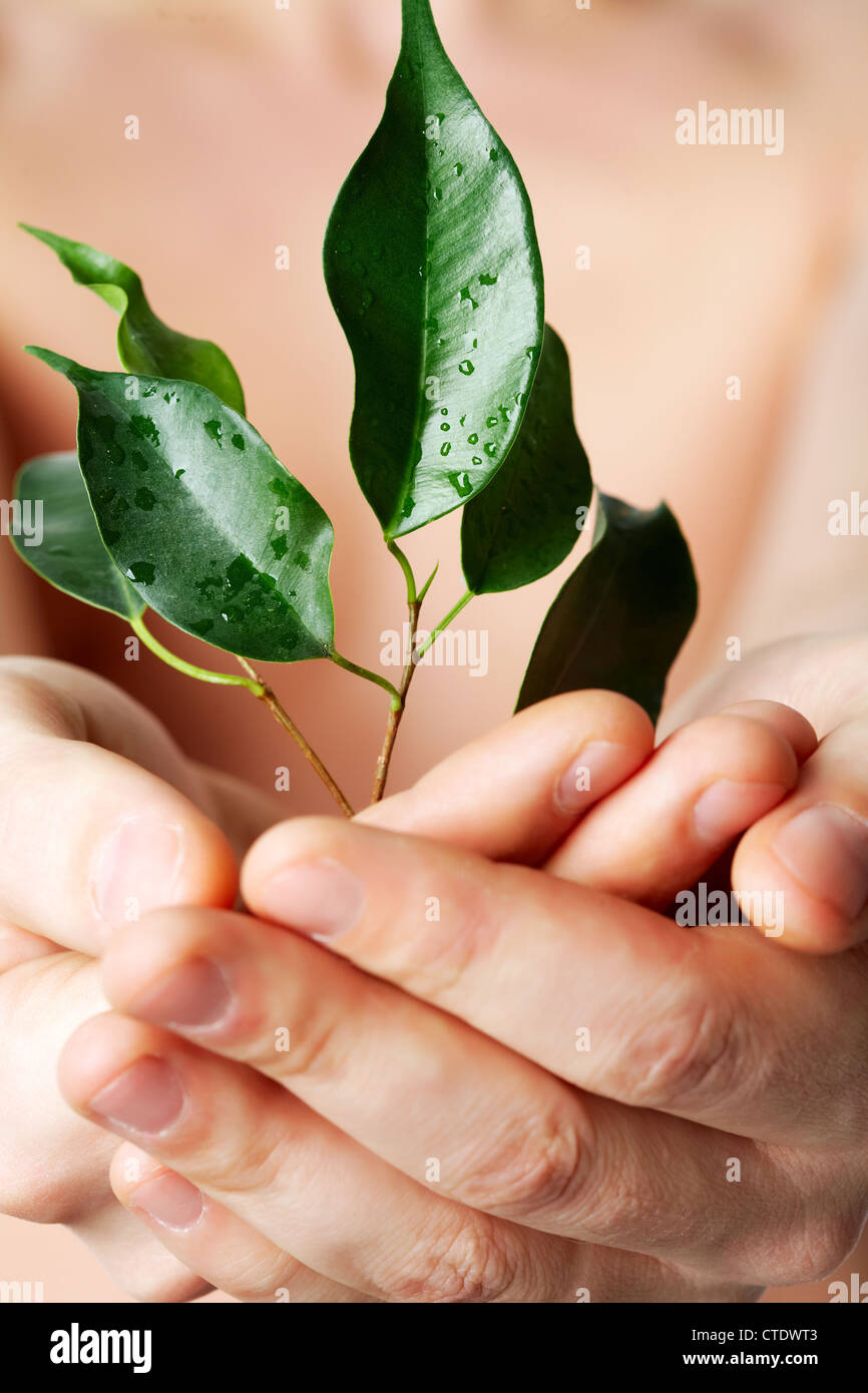 La végétation fraîche de tir vertical dans la main de l'homme Banque D'Images