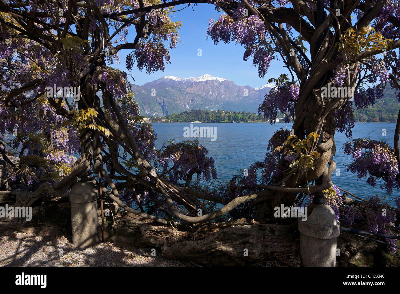 Les trames de glycine magnifique lac de Côme dans soleil du printemps, l'Italie, l'Europe Banque D'Images