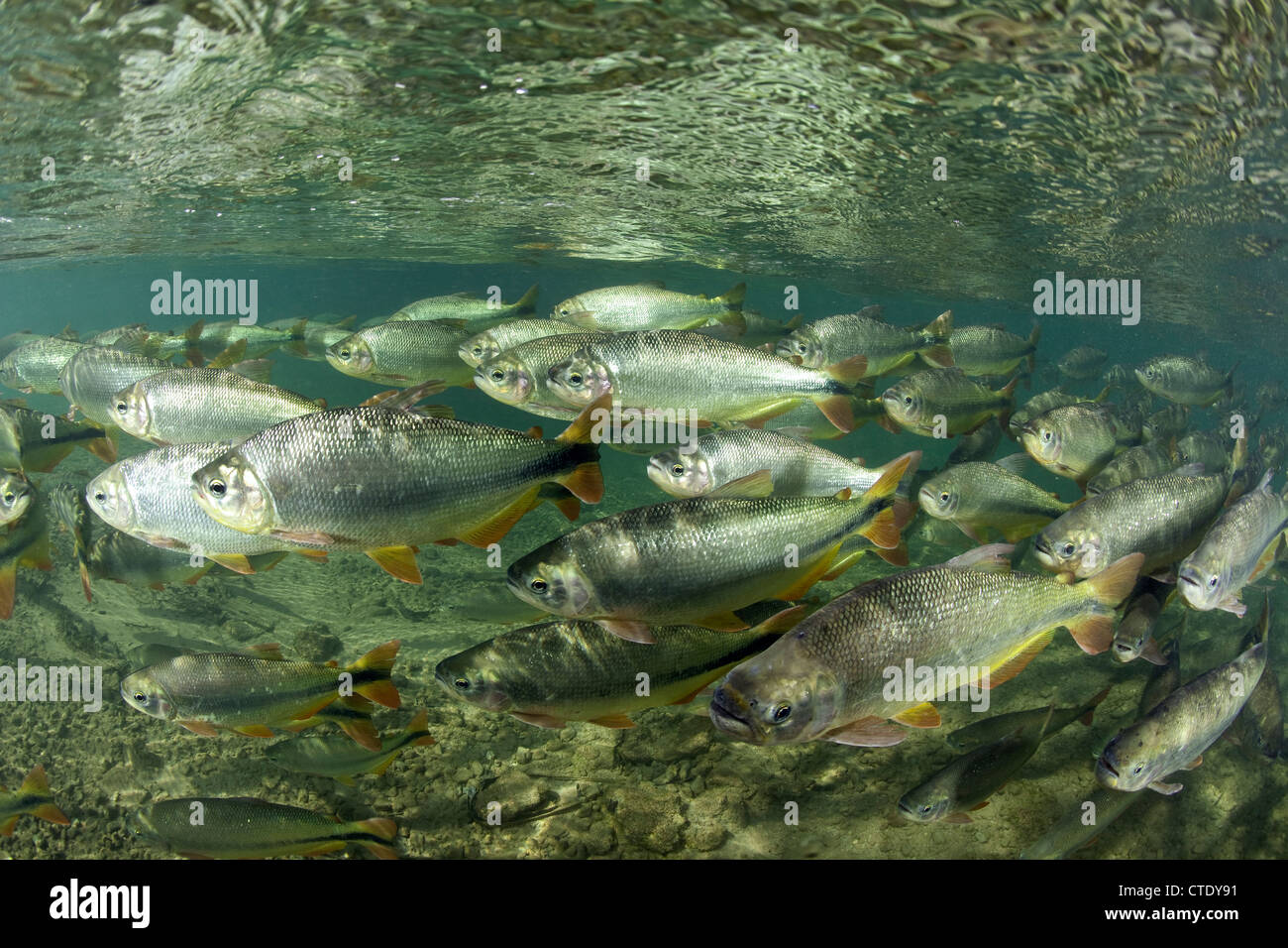 Piraputanga à Rio Formoso, Brycon hilarii, bonite, Mato Grosso do Sul, Brésil Banque D'Images