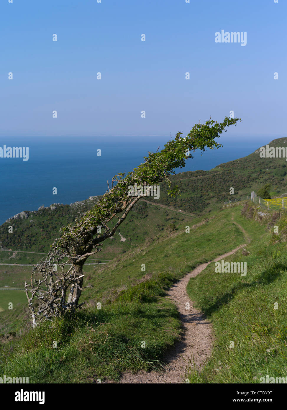 dh The Valley of Rocks LYNTON DEVONSHIRE DEVON ANGLETERRE Royaume-Uni Sentier anglais chemin vent sentier arbre balayé sentier arbres solitaires exmoor atmosphérique parc national Banque D'Images