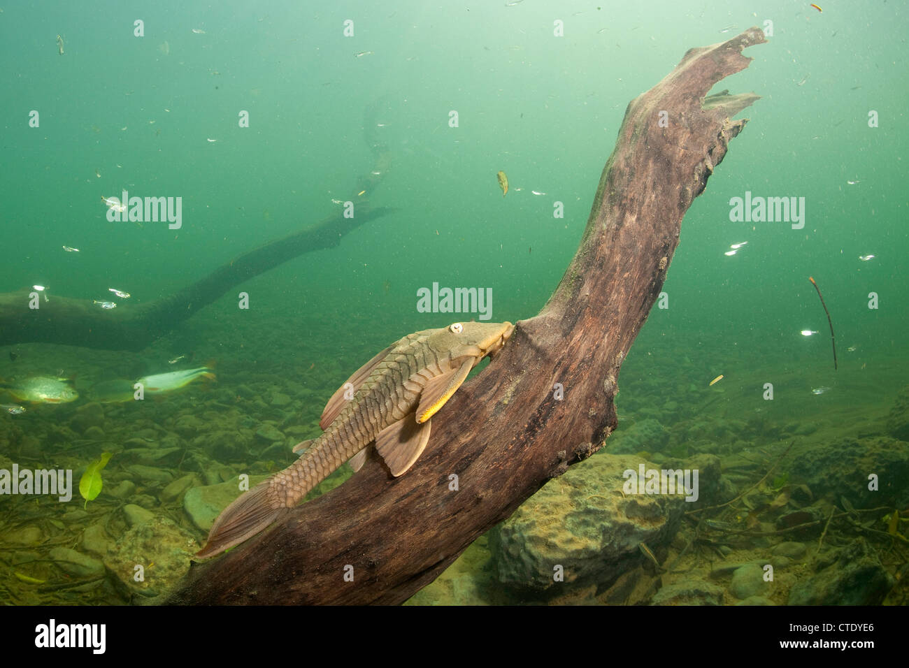Poisson-chat, des Ploceidae sp., Rio Formoso, bonite, Mato Grosso do Sul, Brésil Banque D'Images