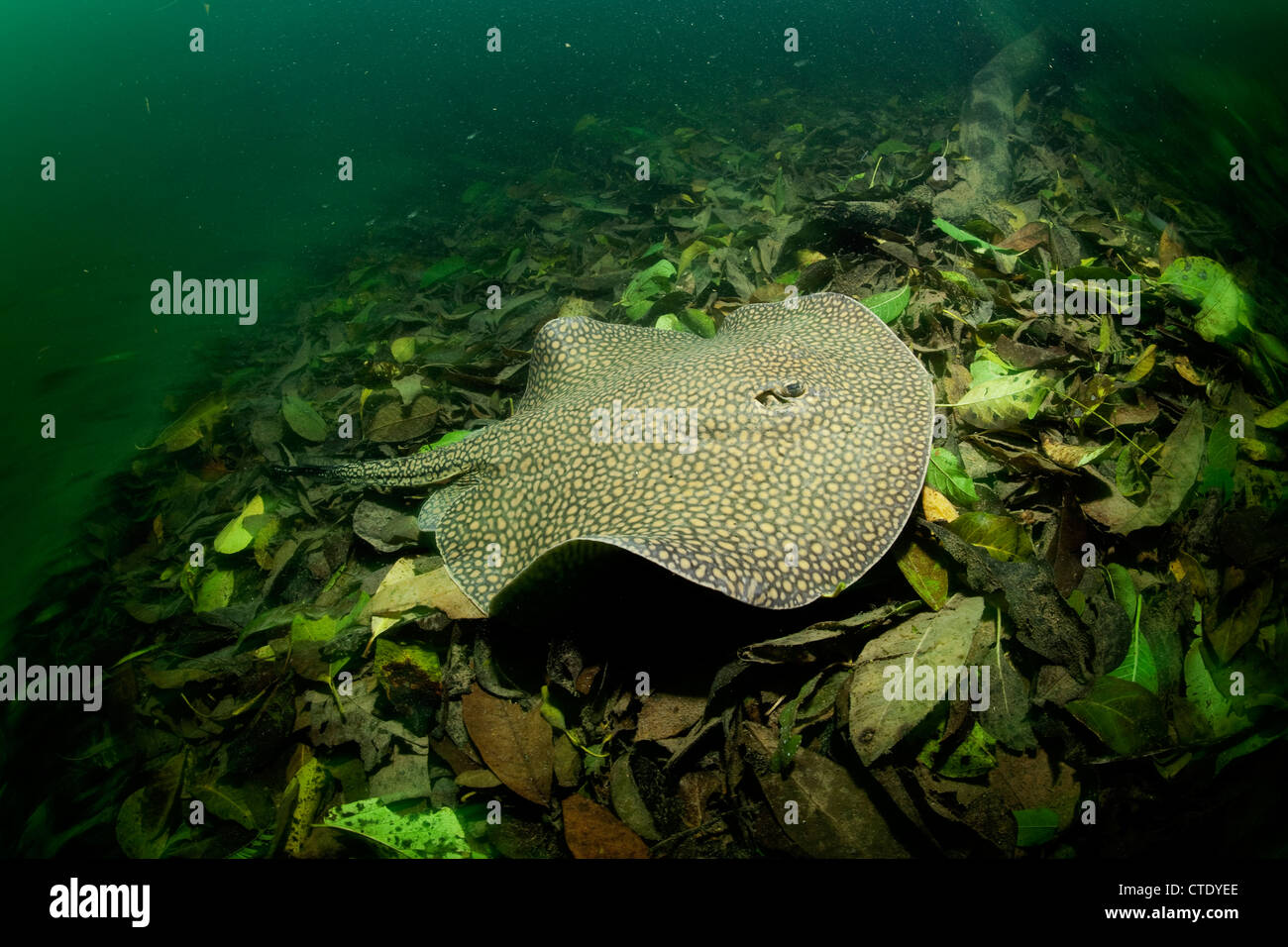 Rivière Ocellate venimeux, Potamotrygon motoro Stingray, Rio Formoso, bonite, Mato Grosso do Sul, Brésil Banque D'Images