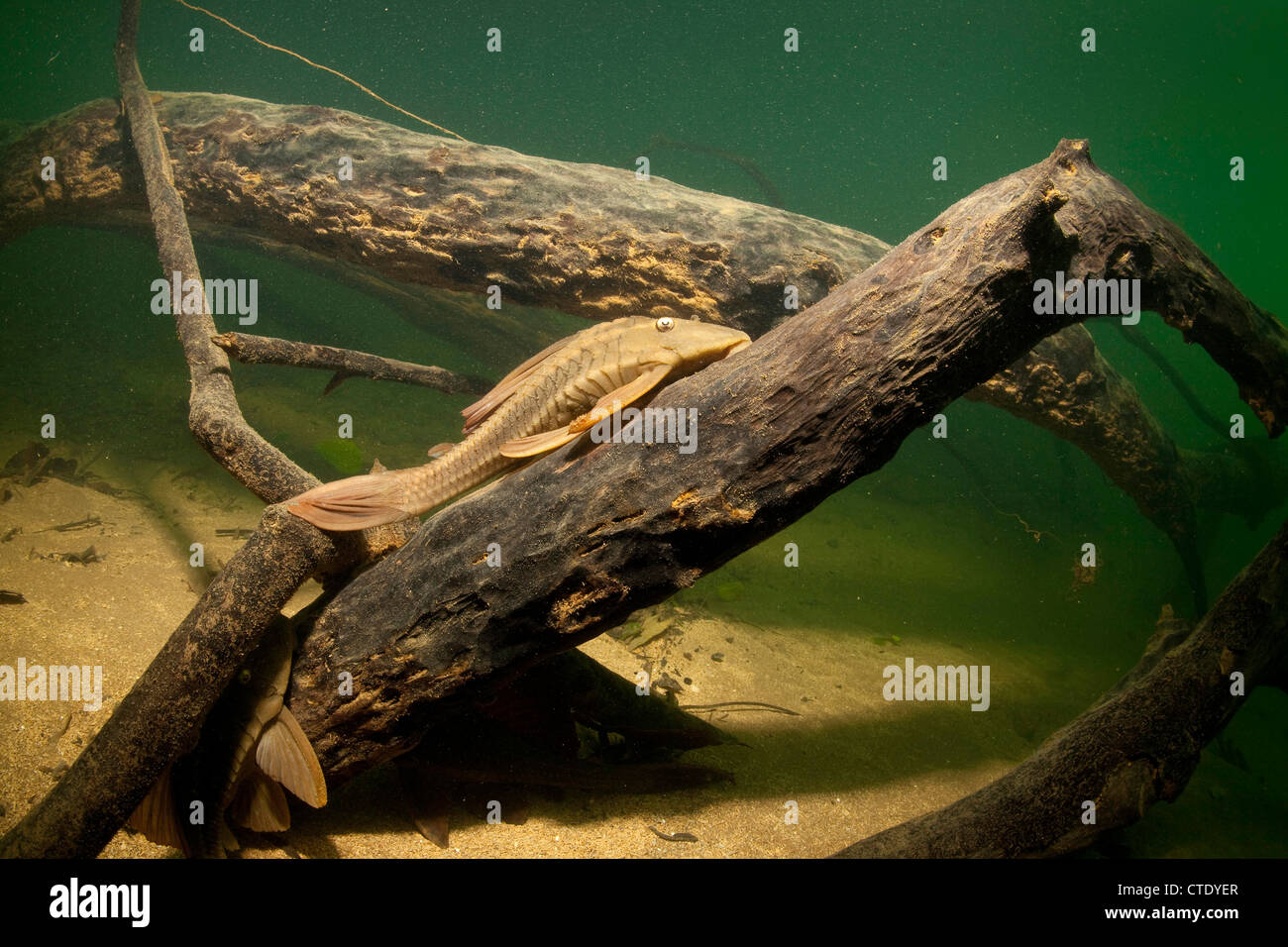 Poisson-chat, des Ploceidae sp., Rio Formoso, bonite, Mato Grosso do Sul, Brésil Banque D'Images