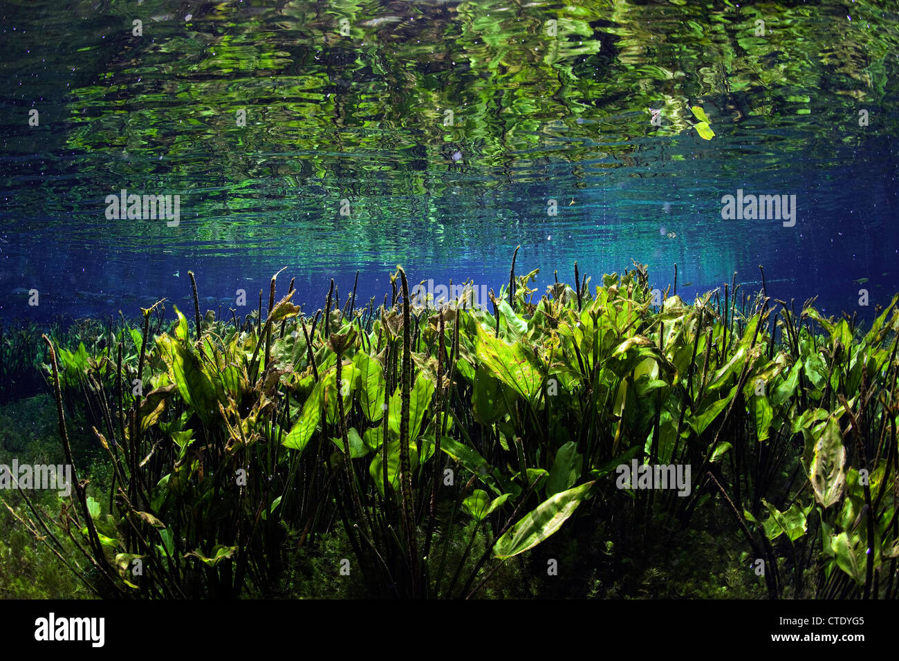 Impressions d'Aquario Natural Spring, bonite, Mato Grosso do Sul, Brésil Banque D'Images