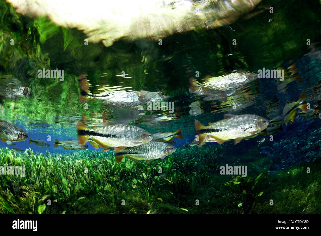 Banc de Piraputanga, Brycon hilarii, Aquario Natural, bonite, Mato Grosso do Sul, Brésil Banque D'Images