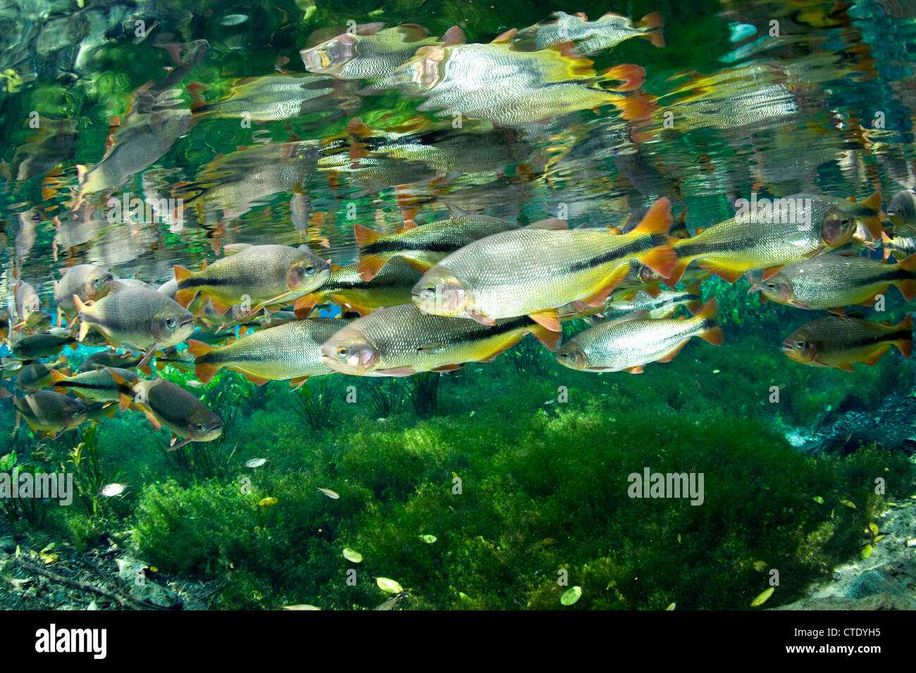Banc de Piraputanga, Brycon hilarii, Aquario Natural, bonite, Mato Grosso do Sul, Brésil Banque D'Images