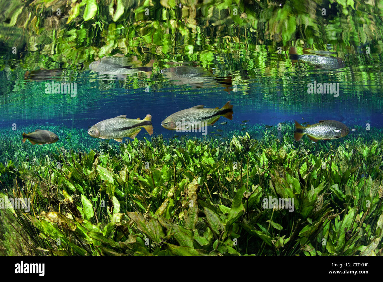 Banc de Piraputanga, Brycon hilarii, Aquario Natural, bonite, Mato Grosso do Sul, Brésil Banque D'Images