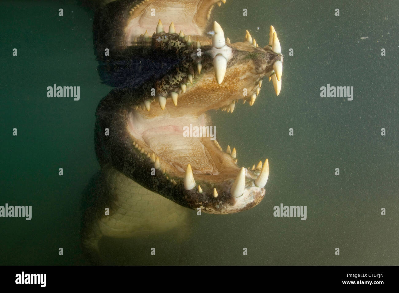 Caïman à lunettes, Caiman crocodilus, Baia Bonita, Rio Bonito, Mato Grosso  do Sul, Brésil Photo Stock - Alamy