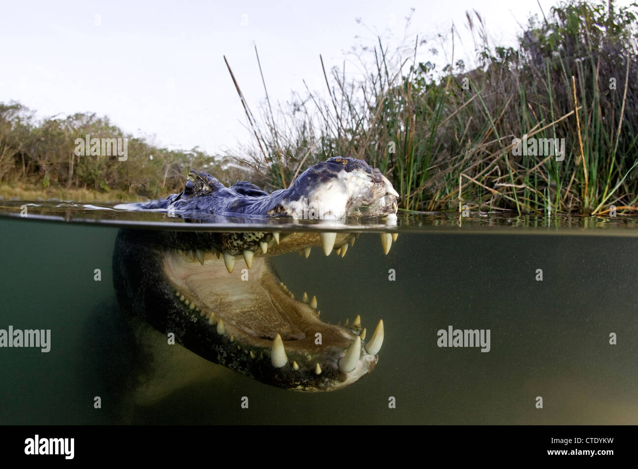 Caïman à lunettes, Caiman crocodilus, Baia Bonita, Rio Bonito, Mato Grosso  do Sul, Brésil Photo Stock - Alamy