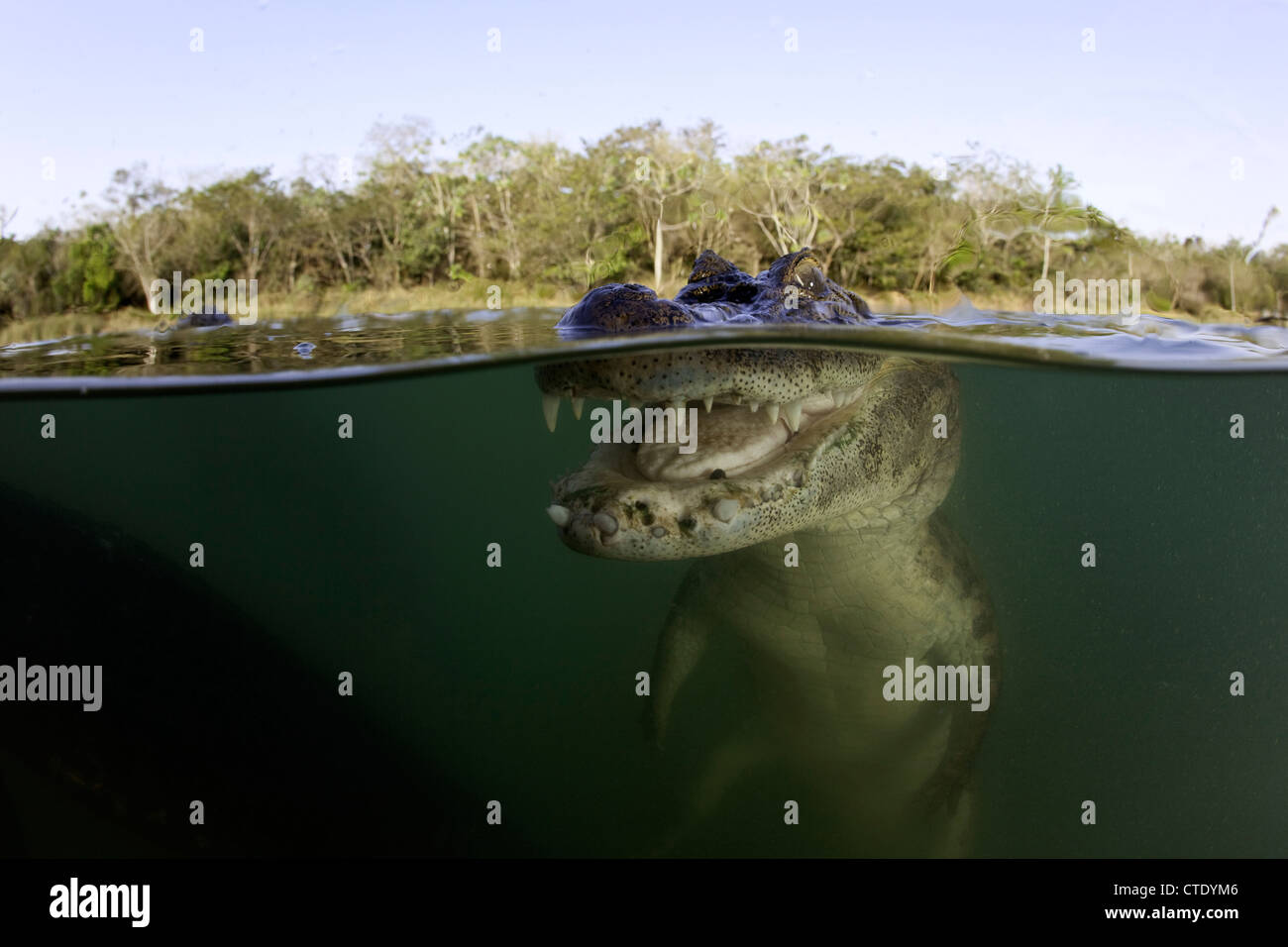 Caïman à lunettes, Caiman crocodilus, Baia Bonita, Rio Bonito, Mato Grosso  do Sul, Brésil Photo Stock - Alamy