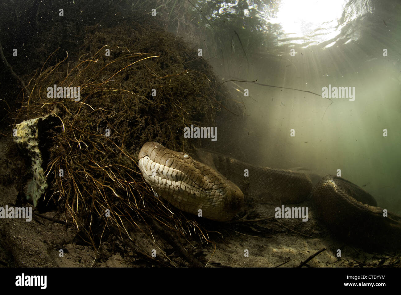 Anaconda vert, Eunectes murinus, Rio Formoso, bonite, Mato Grosso do Sul, Brésil Banque D'Images