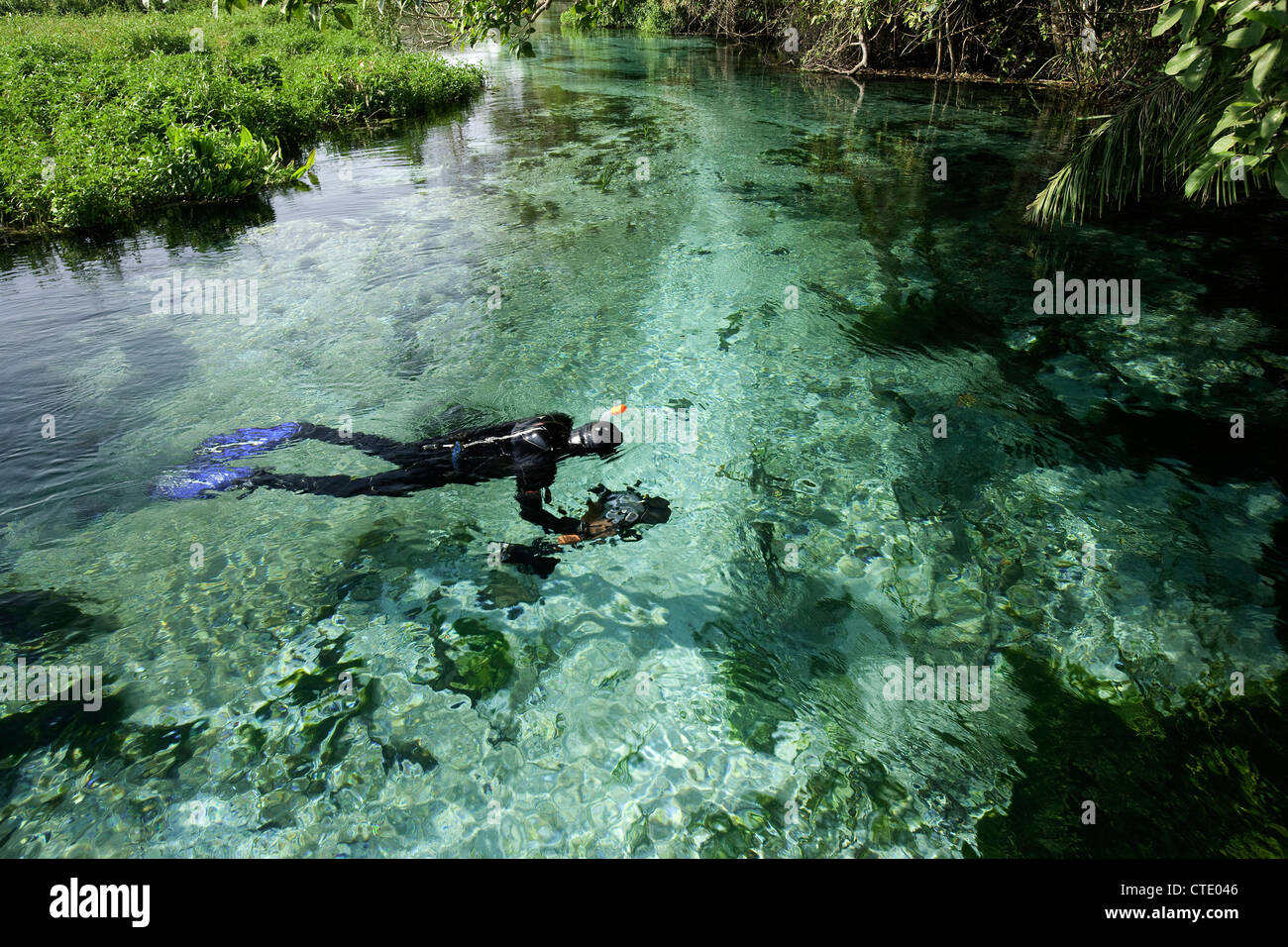 La plongée dans la rivière Sucuri, bonite, Mato Grosso do Sul, Brésil Banque D'Images