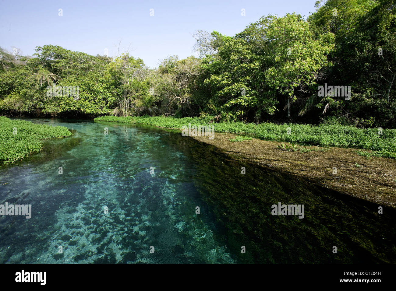 La plongée dans la rivière Sucuri, bonite, Mato Grosso do Sul, Brésil Banque D'Images