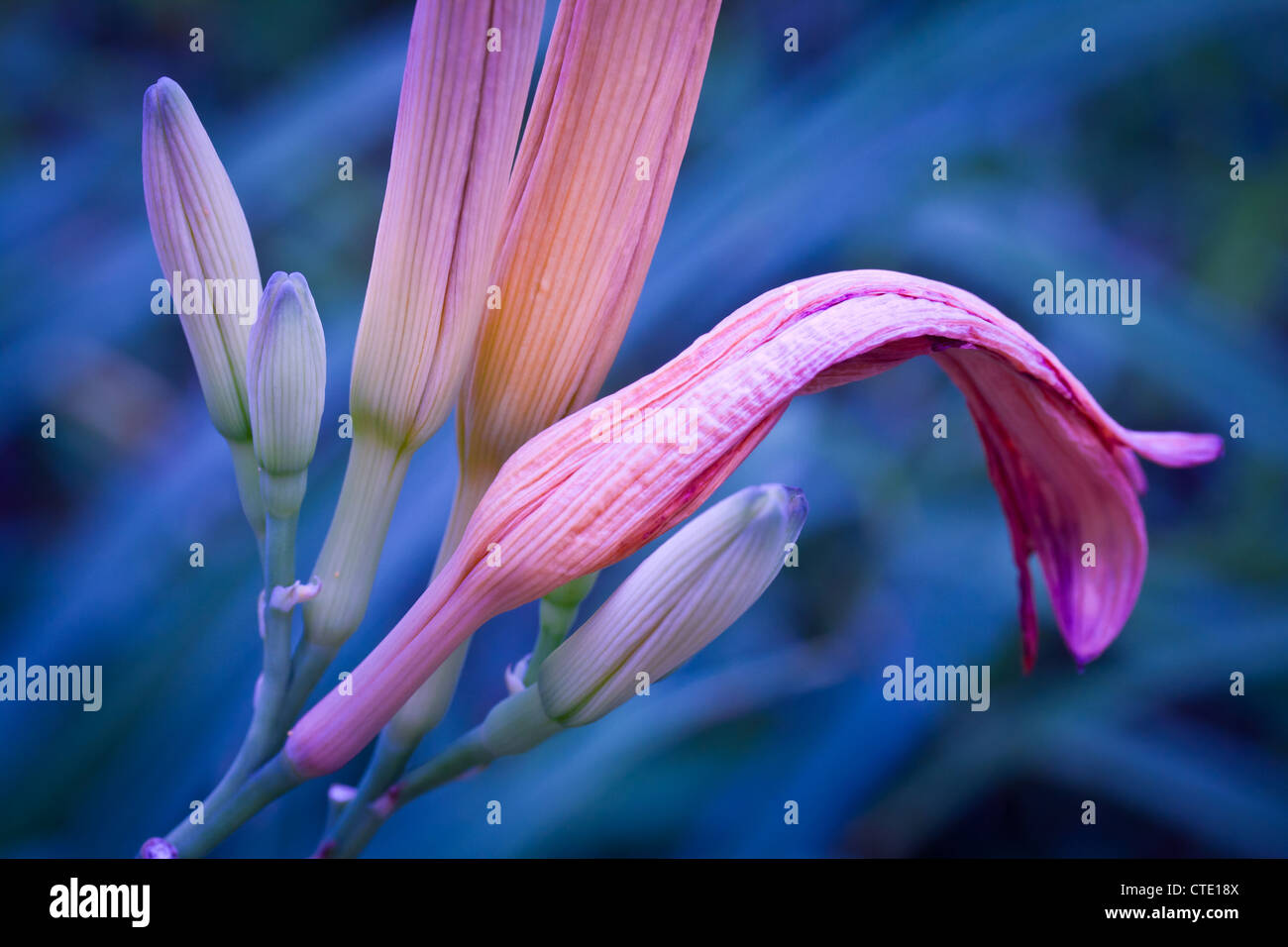 Bourgeons lilly Orange contre fond bleu Banque D'Images