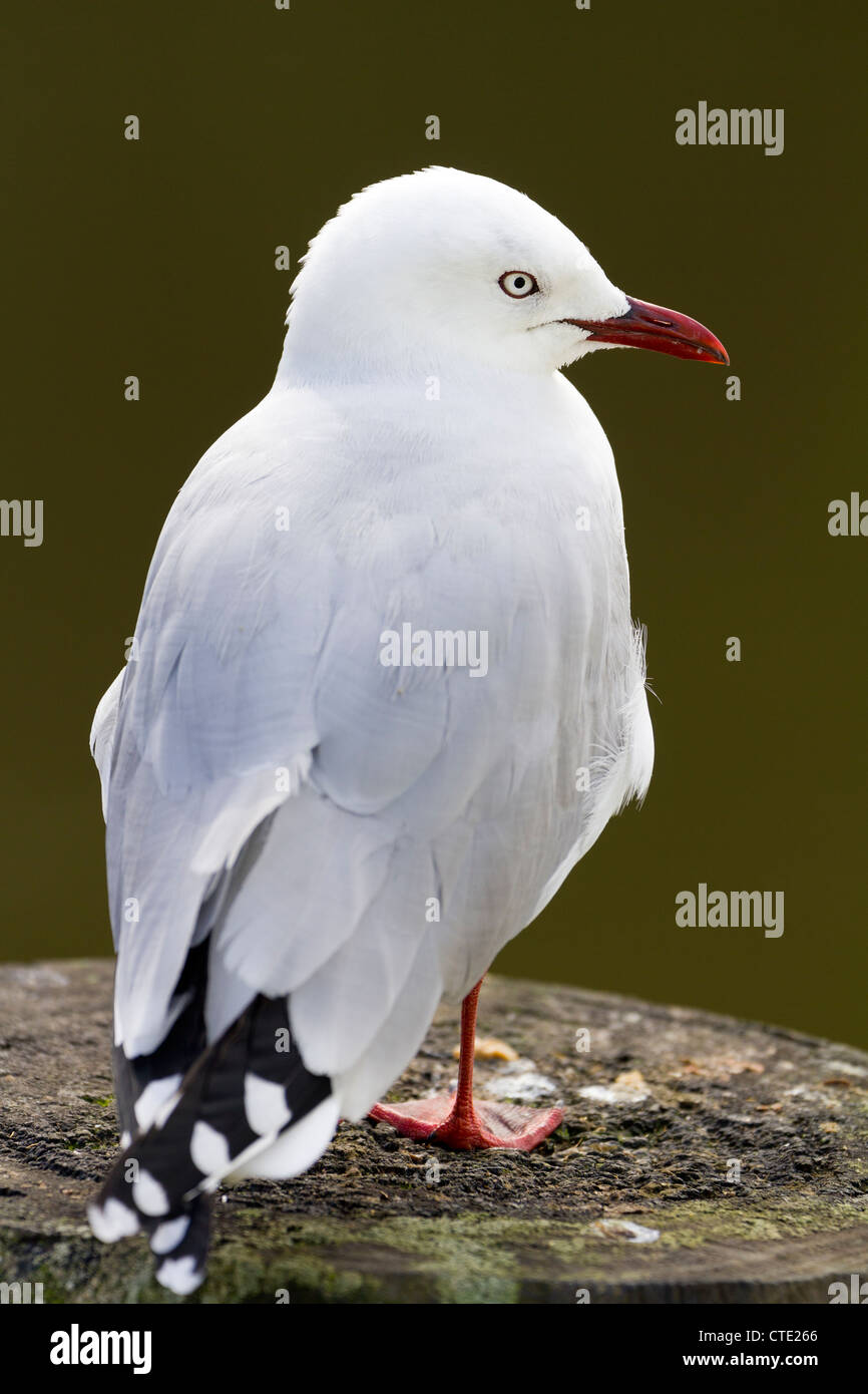 Mouette à bec rouge à Whangarei, Nouvelle Zélande Banque D'Images