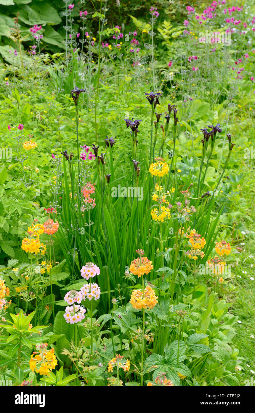 Primevères candélabres et iris dans un jardin marécageux frontière, Angleterre, juin Banque D'Images