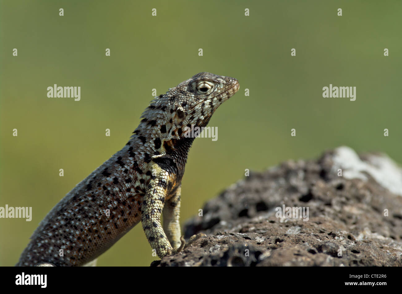 Un lézard de lave galapagos (microlophus albemarlensis) soleil sur une roche volcanique dans le sud de la plaza, aux îles Galapagos, en équateur. Banque D'Images