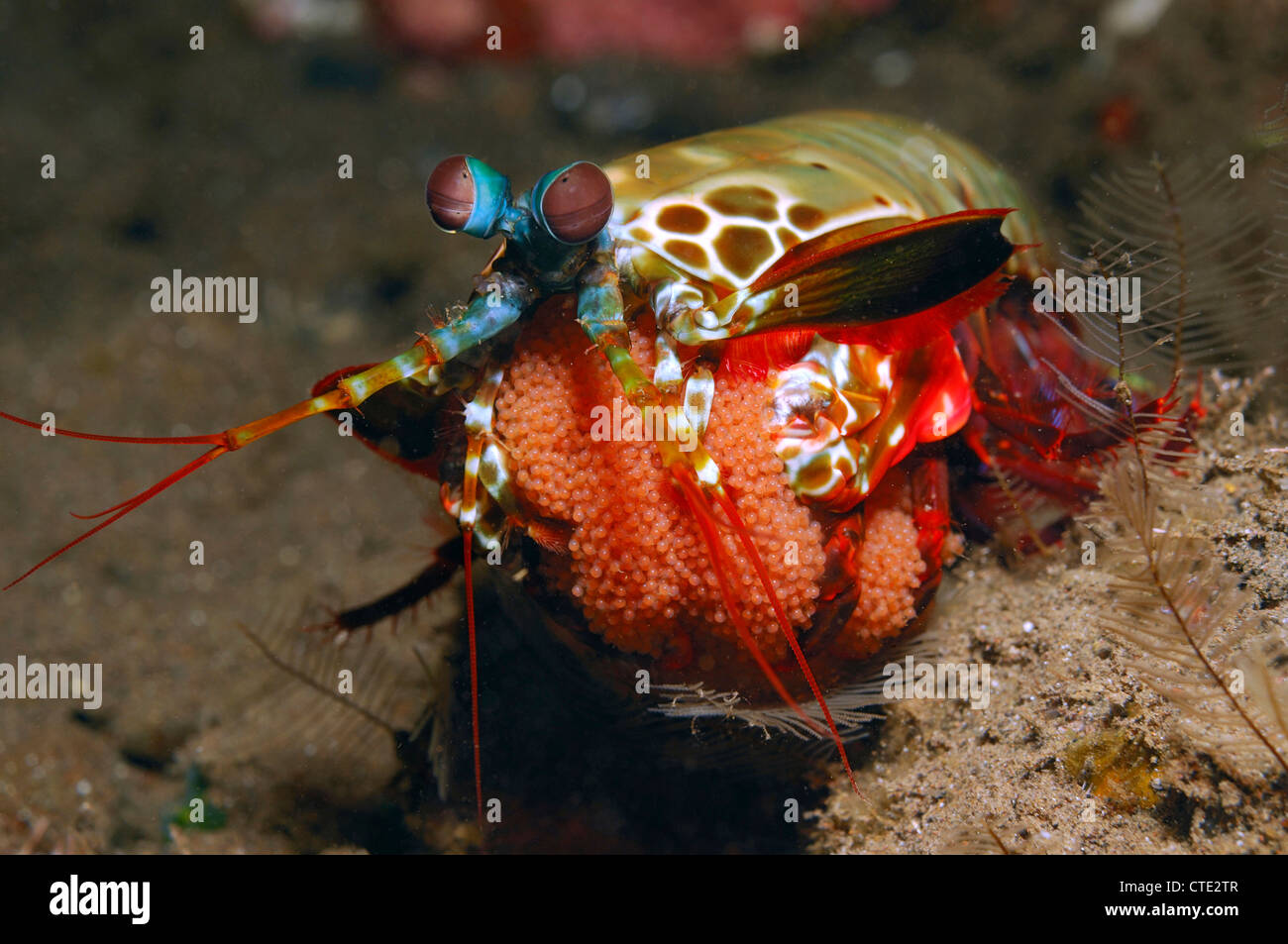 Crevettes Mantis avec Brook, Odontodactylus scyllarus d'oeufs, Bali, Indonésie, Seraya Banque D'Images