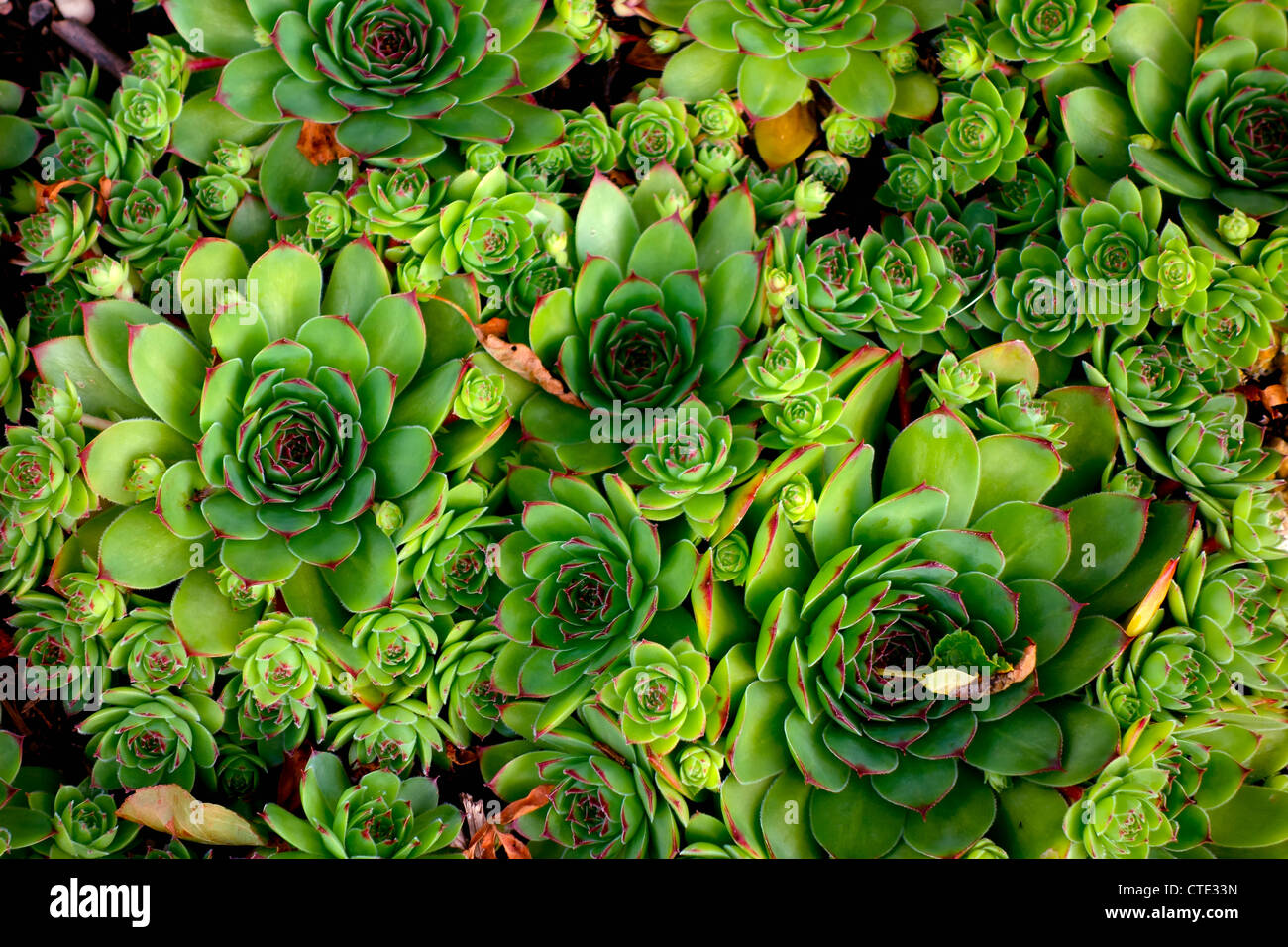 (Houseleek sempervivum montanum) Banque D'Images