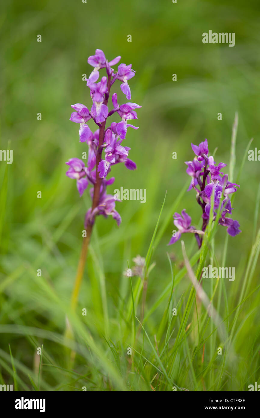 Early Purple orchidées, Orchis mascula, au printemps Banque D'Images