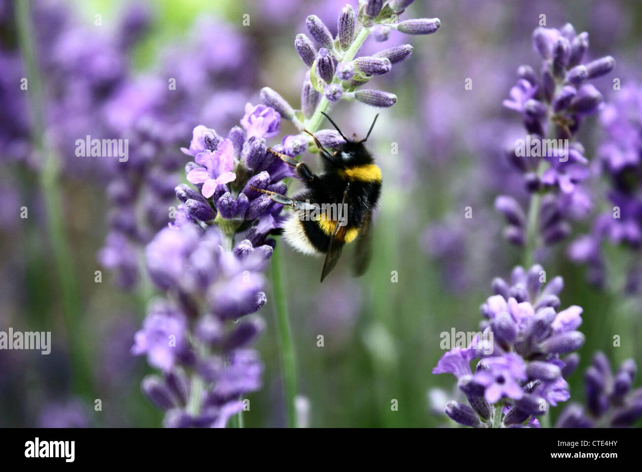 Abeilles Banque D'Images