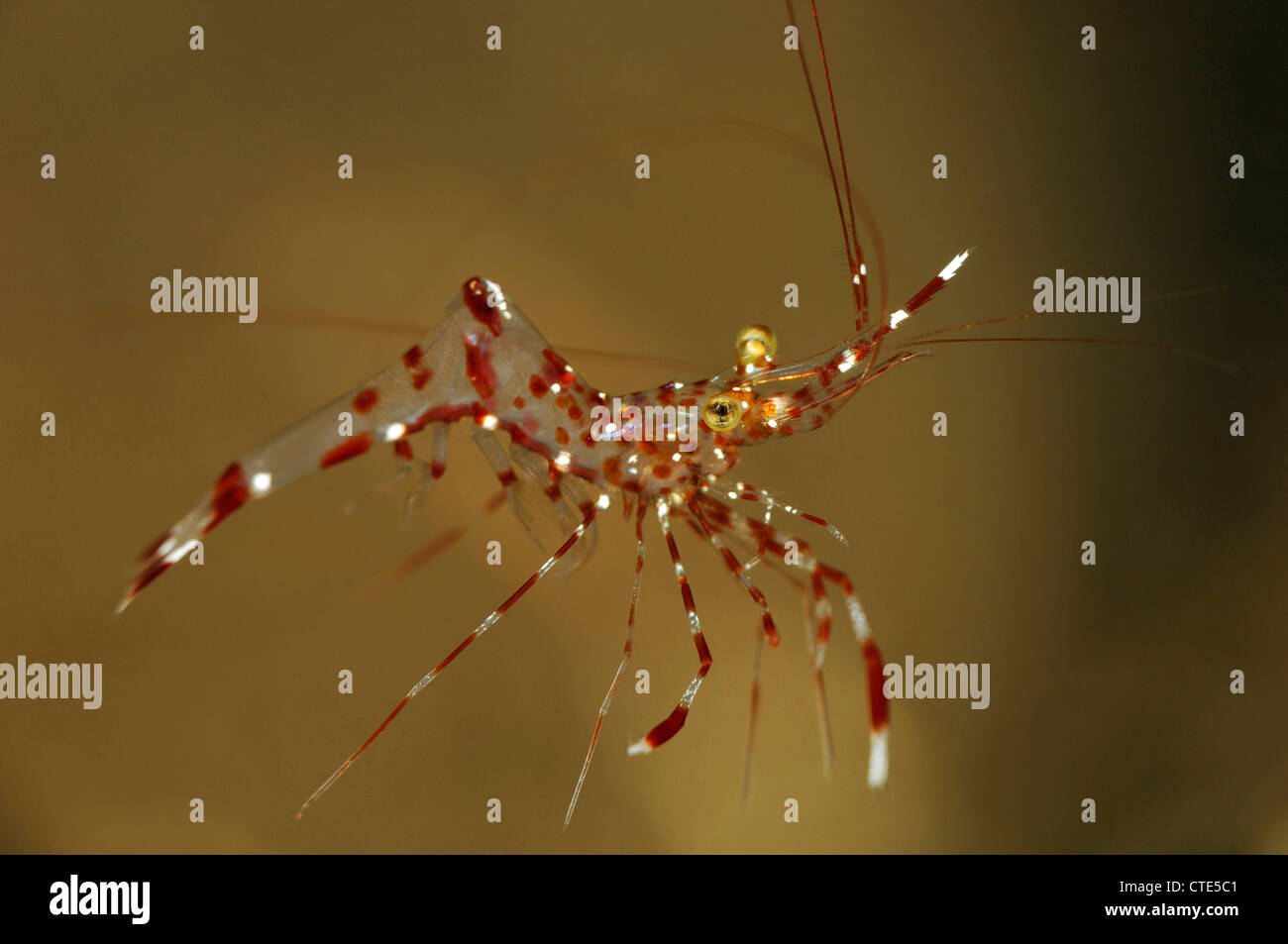 Cleaner Shrimp, antonbruunii Urocaridella, Bali, Indonésie Banque D'Images