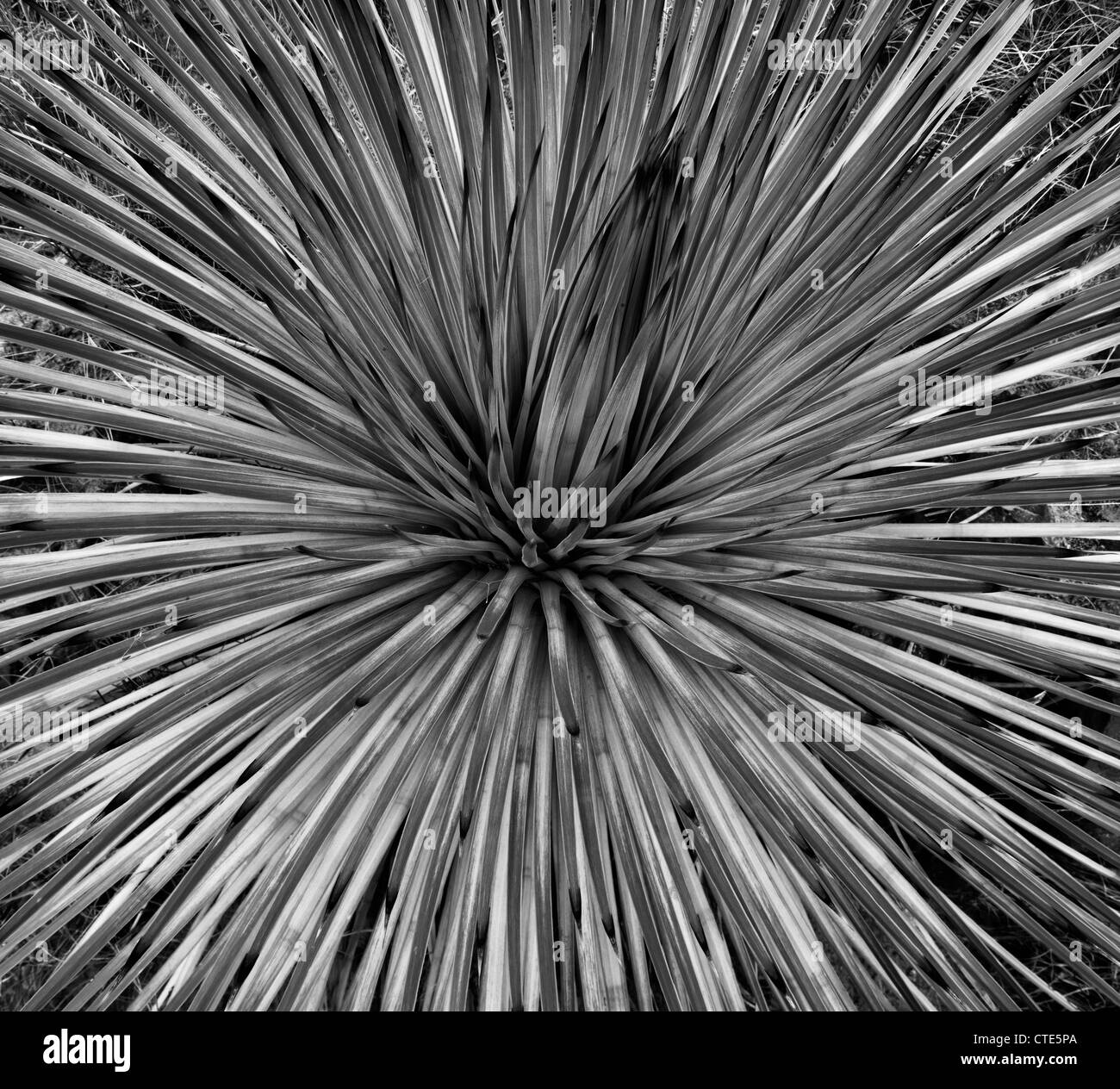 Feuilles à motifs de désert Cactus Cuillère ( Dasylirion wheeleri) (Extra Large) Banque D'Images