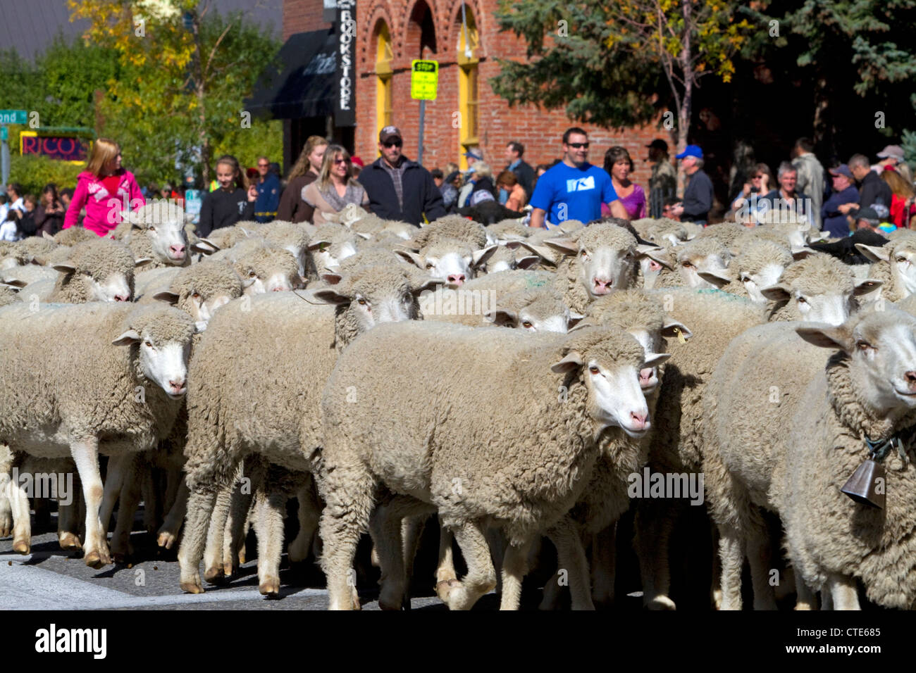 Les ovins étant déplacé à leurs pâturages d'hiver sur le bord de la Parade des moutons sur la rue Main à Ketchum, Idaho, USA. Banque D'Images