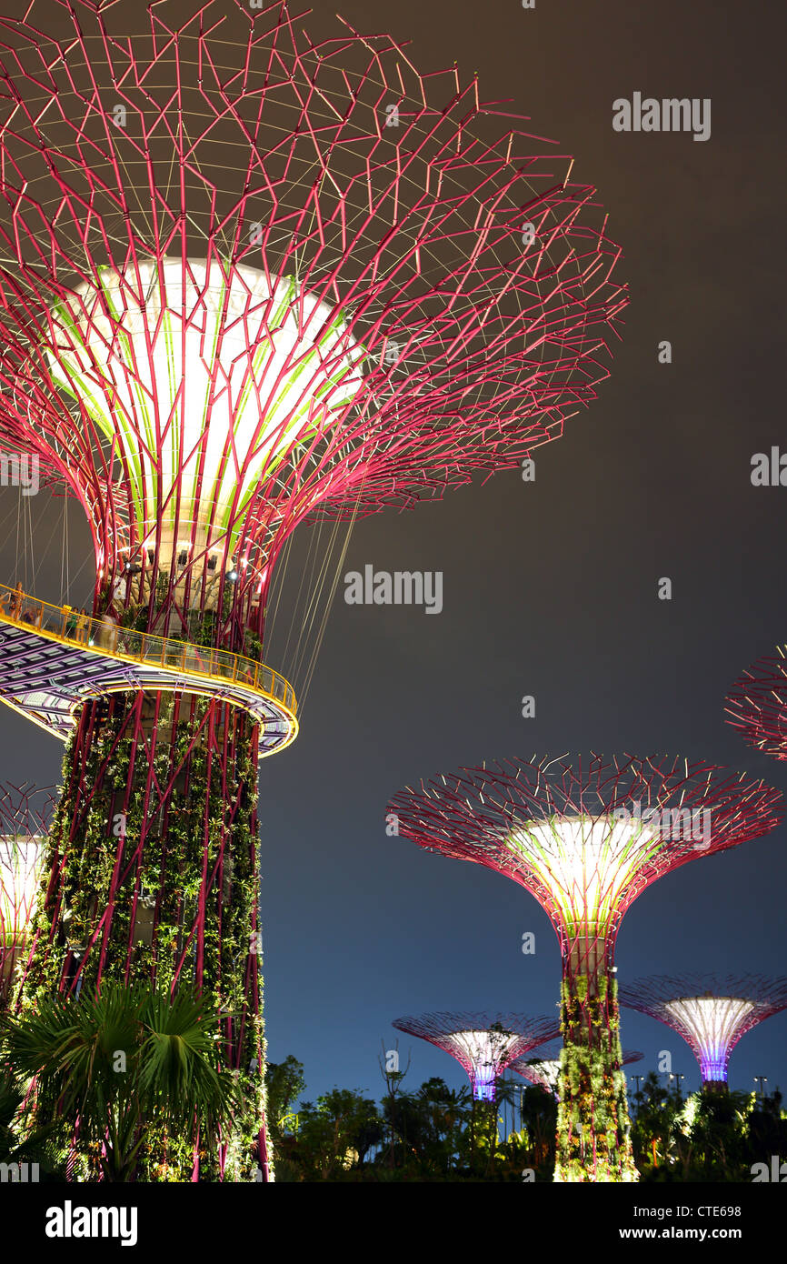 Supertree Grove éclairé à la tombée de la nuit dans les jardins de la baie de Singapour. Banque D'Images