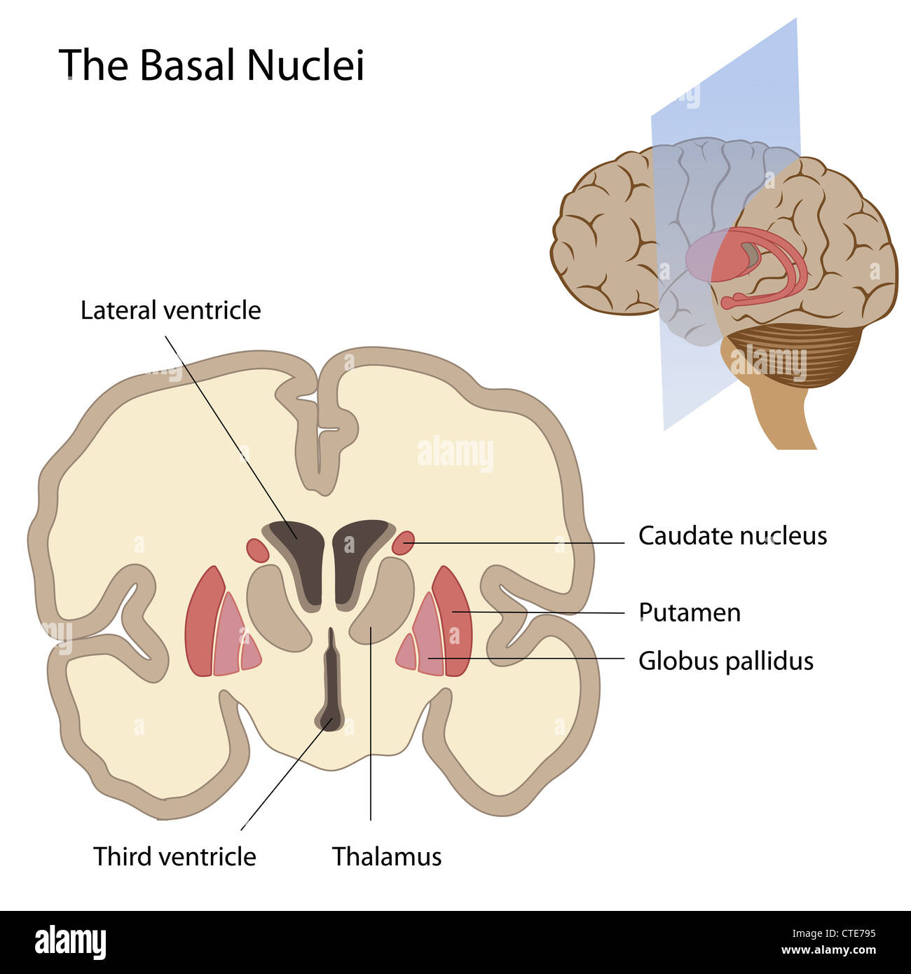 Les noyaux de la base du cerveau Banque D'Images