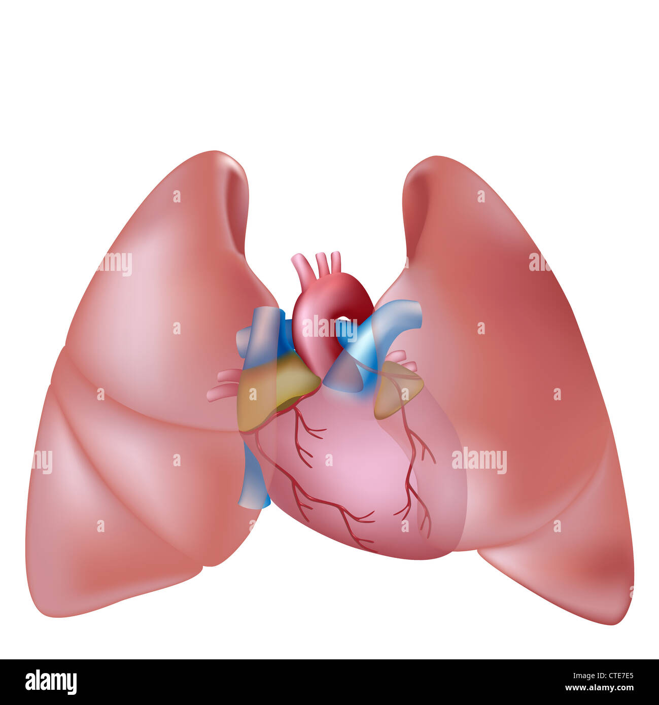 Les poumons et le cœur humain Banque D'Images