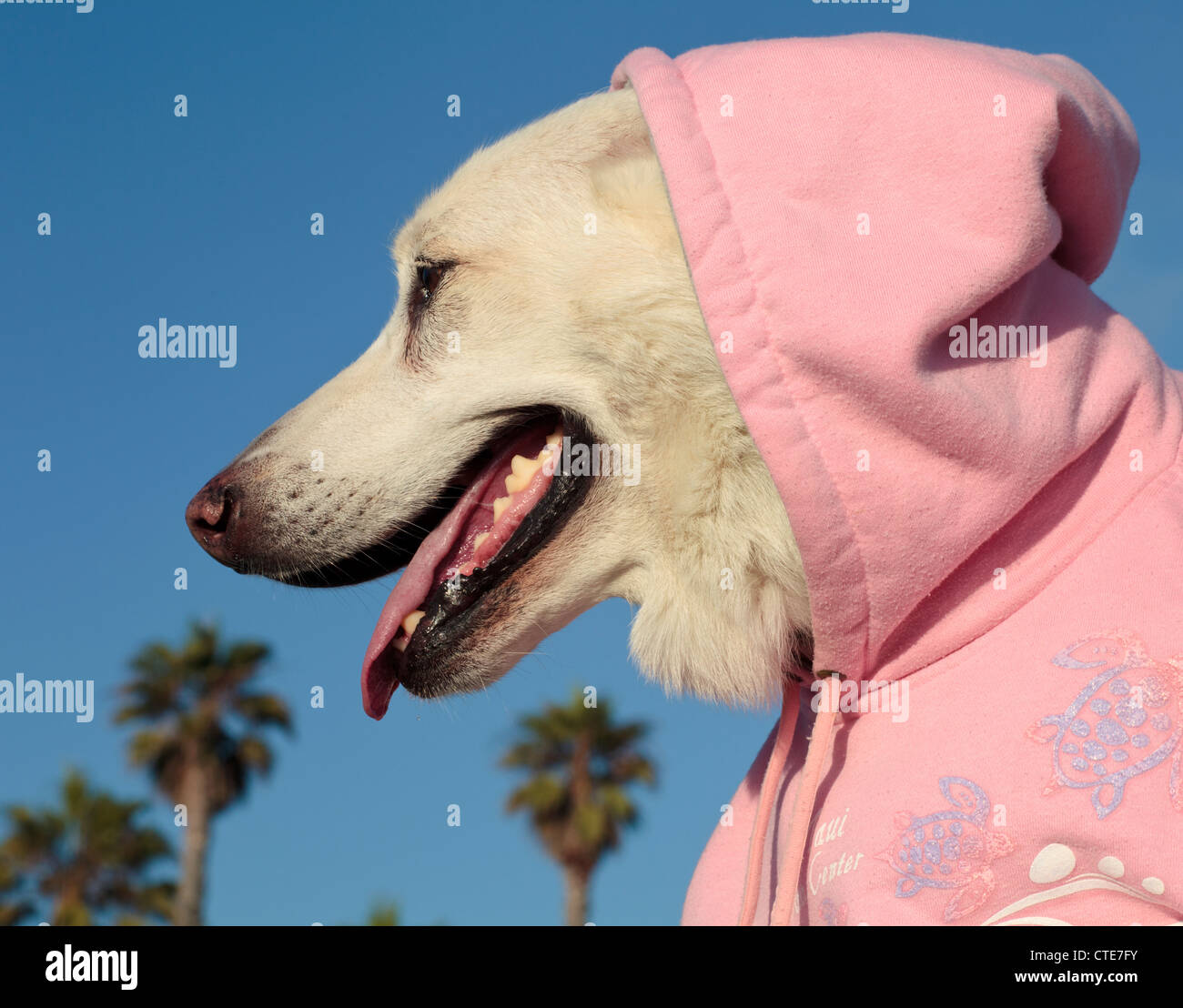 Sweat à Capuche Berger Allemand - Motif Chien Avec Drapeau Allemand Vieilli Pour Passionnés De Chiens
